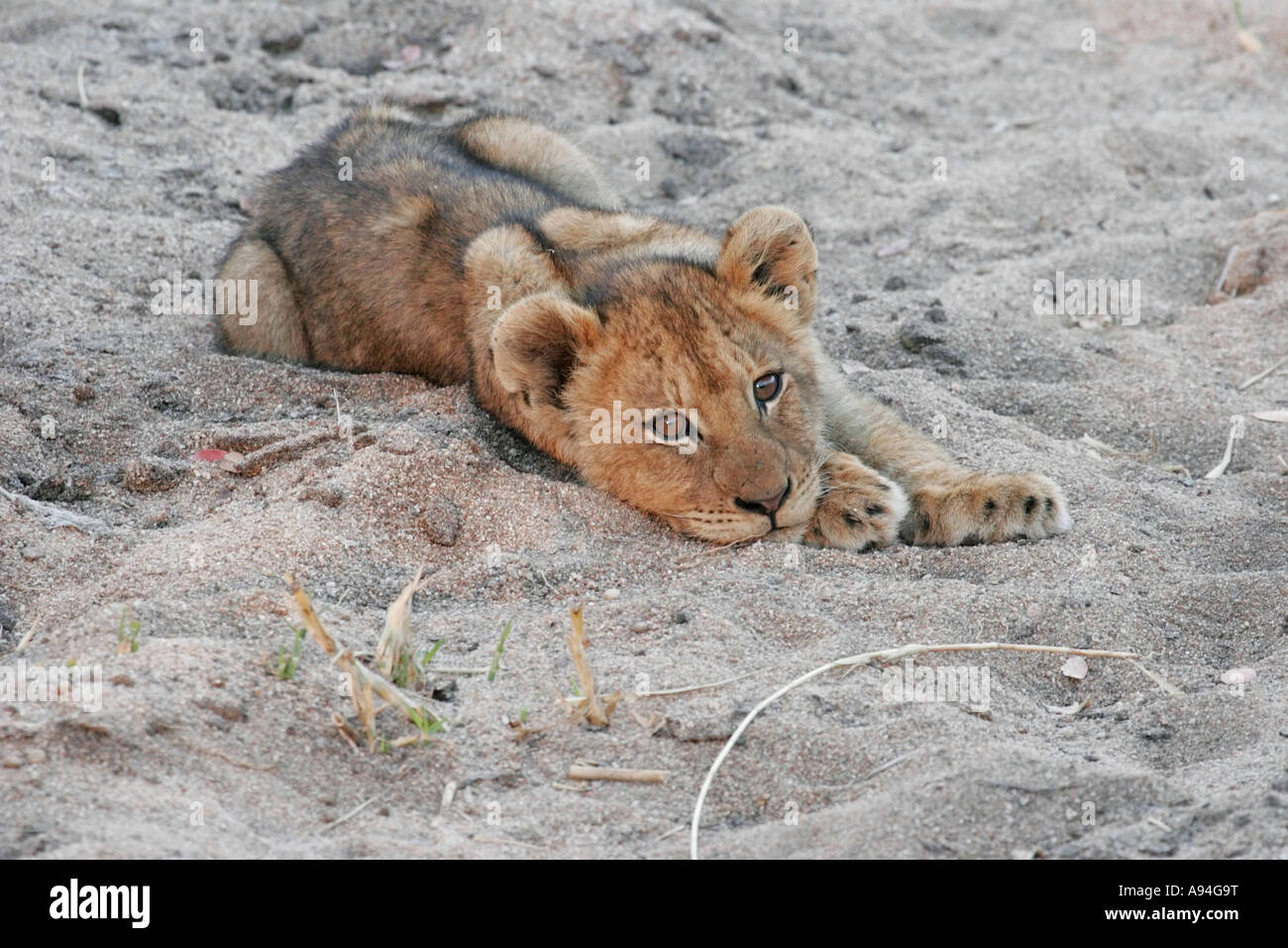 Lion couché dans une rivière à sec, avec les pieds écartés Nkhoro Sabi Sand Game Reserve Afrique du Sud Mpumalanga Banque D'Images