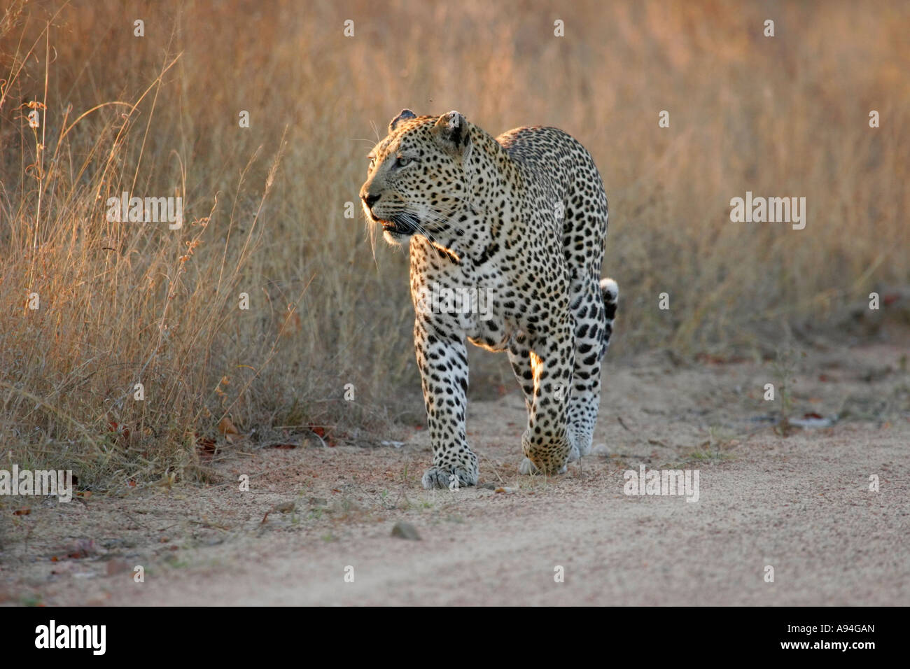 Léopard mâle marche vers cette dernière à la recherche de son droit en Nkhoro veld sec Banque D'Images