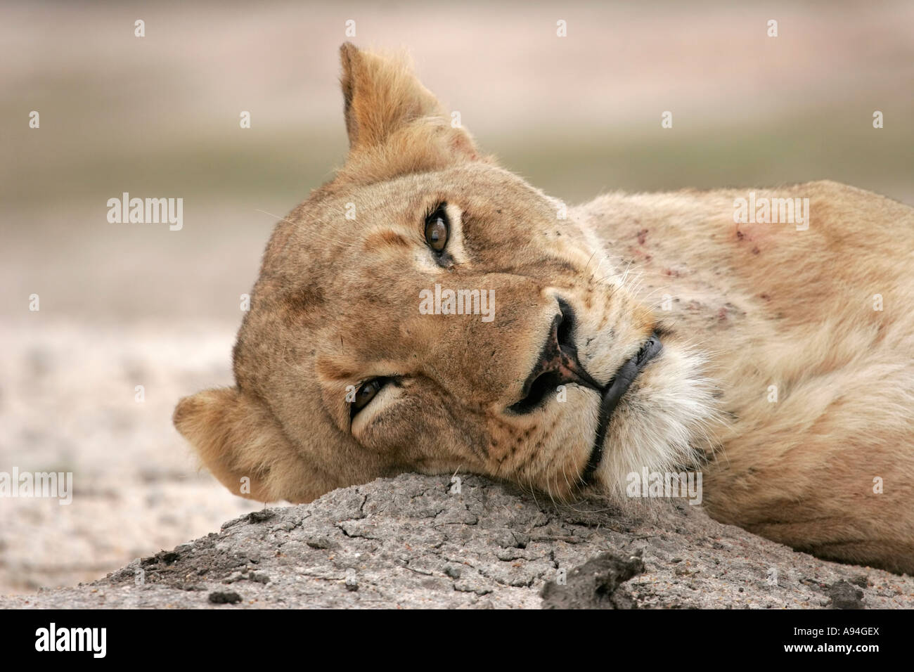 Lion reposant sa tête sur le sol avec les yeux à moitié ouvertes Sabi Sand Game Reserve Afrique du Sud Mpumalanga Banque D'Images