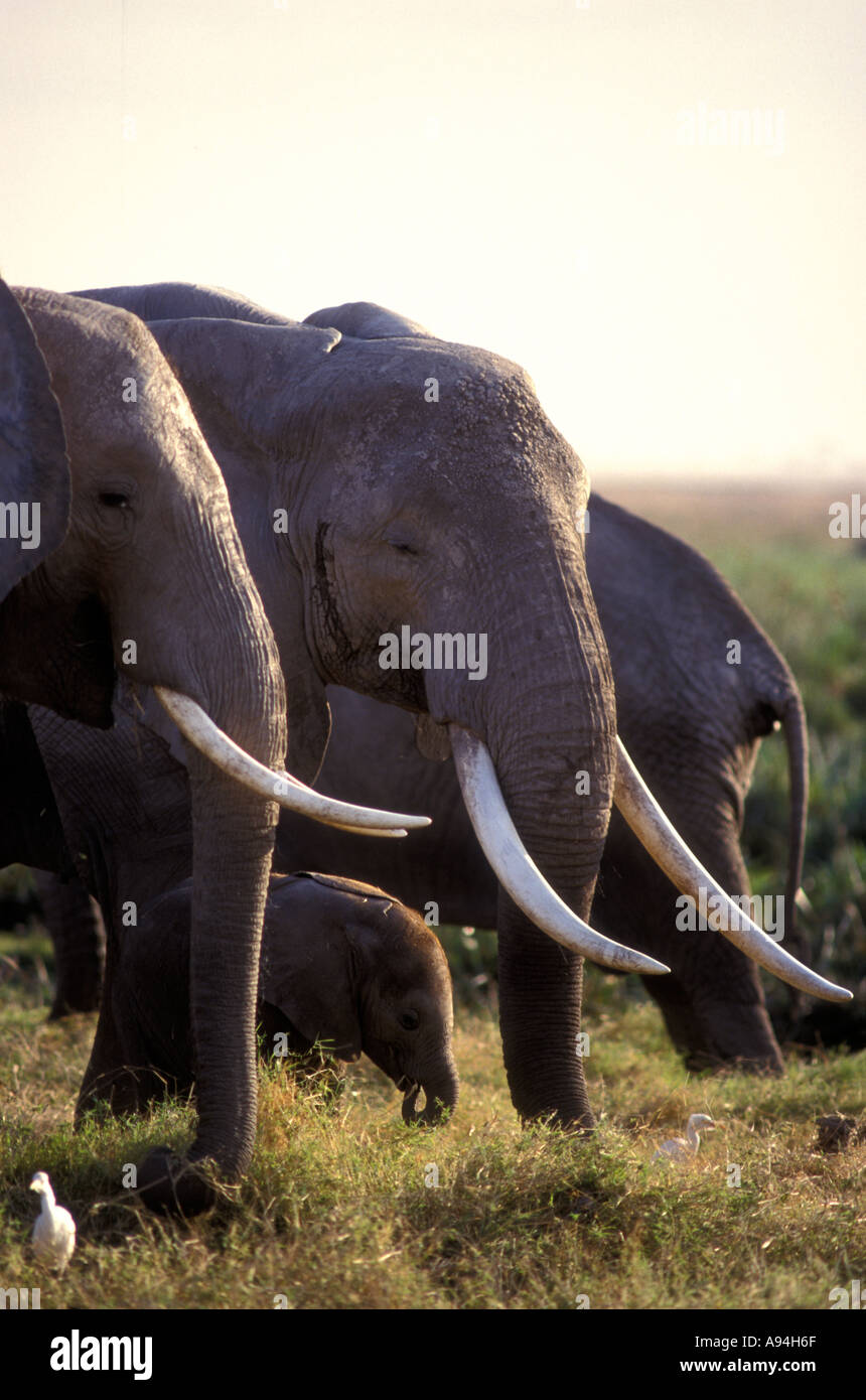 Les éléphants femelles avec longues défenses le pâturage dans le Parc National d'Amboseli Kenya Afrique de l'Est Banque D'Images