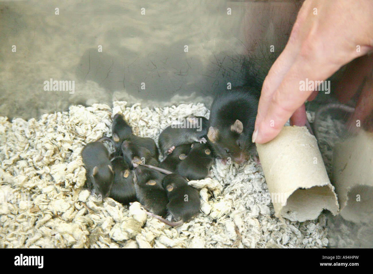 Souris 'Pupss' six jours dans un logement de recherche, chercheurs main, Californie. Banque D'Images