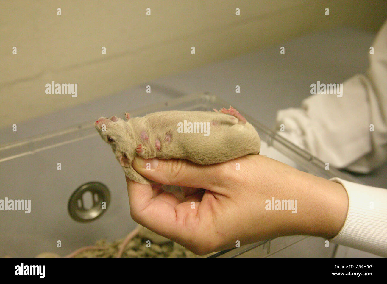 'Chercheur hand holding' souris transgénique de l'inspection, en Californie Banque D'Images