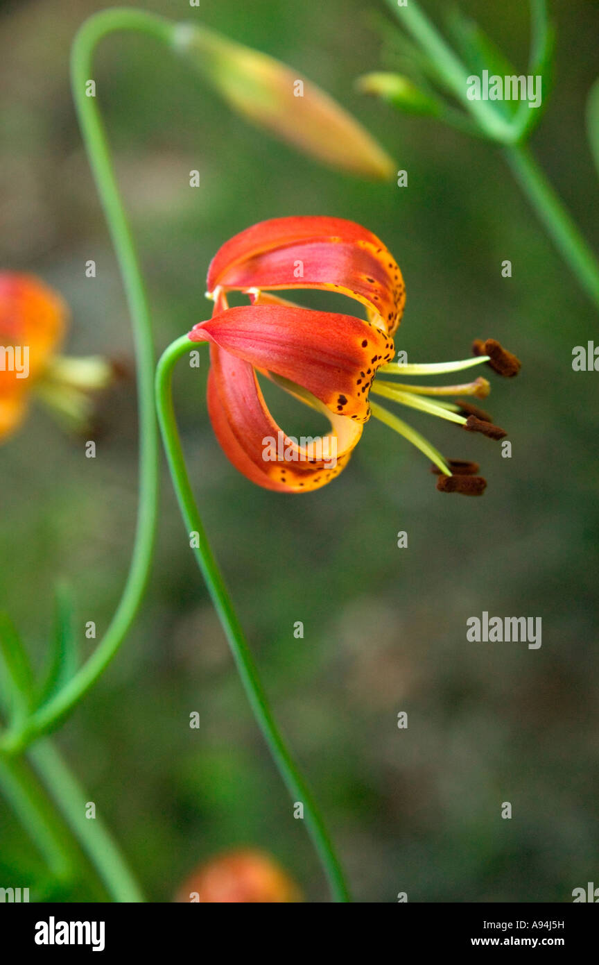 Fleur de la 'Vollmeri' Lily , Comté de Del Norte, en Californie Banque D'Images