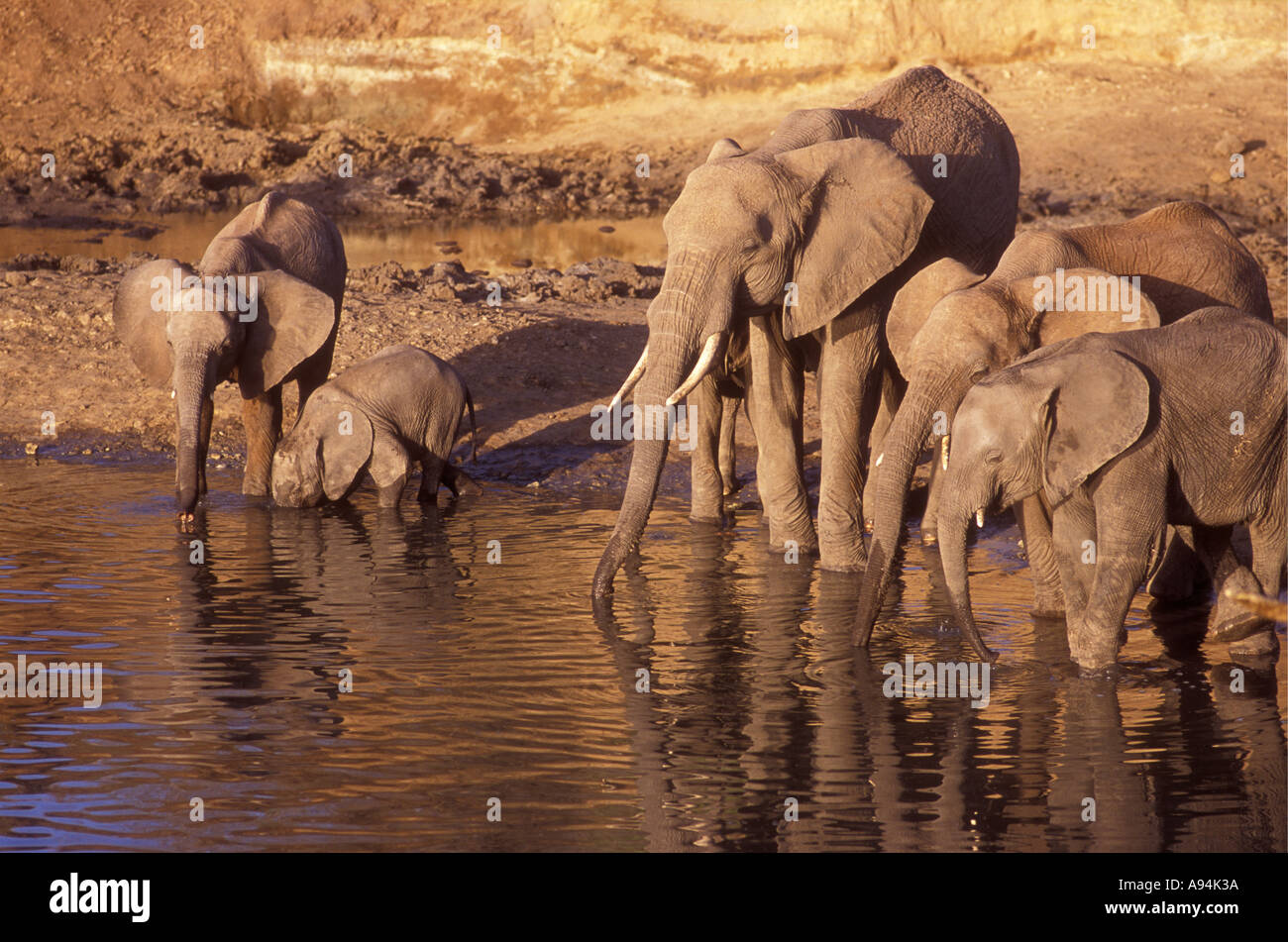 Les éléphants femelles et veaux boire la rivière Tarangire Parc national de Tarangire Tanzanie Afrique de l'Est Banque D'Images