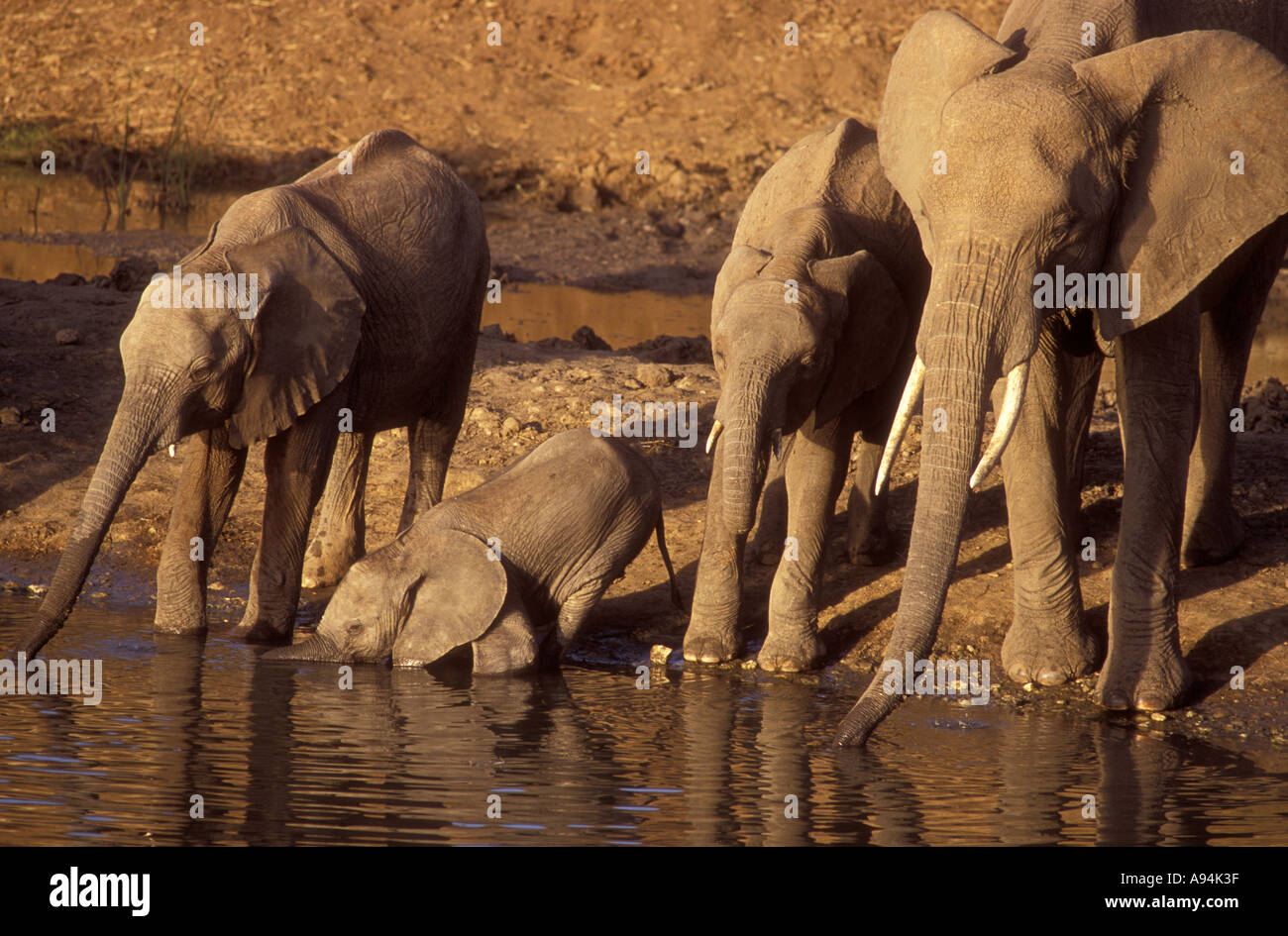 Les éléphants femelles et veaux boire la rivière Tarangire Parc national de Tarangire Tanzanie Afrique de l'Est Banque D'Images