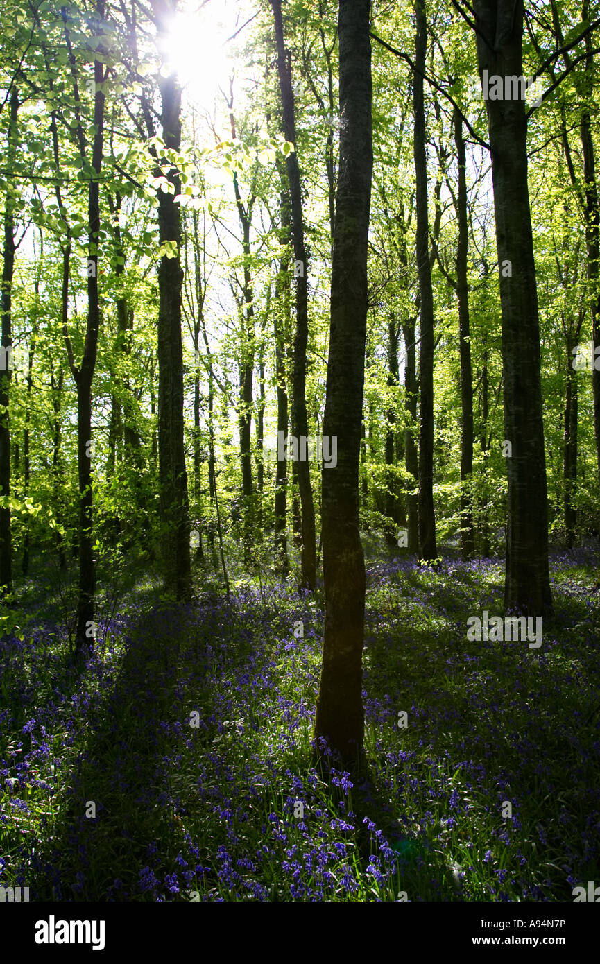 Soleil du soir la cime des arbres dans les petites bluebell hyacinthoides non scripta en bois vertical forêt garvagh Banque D'Images