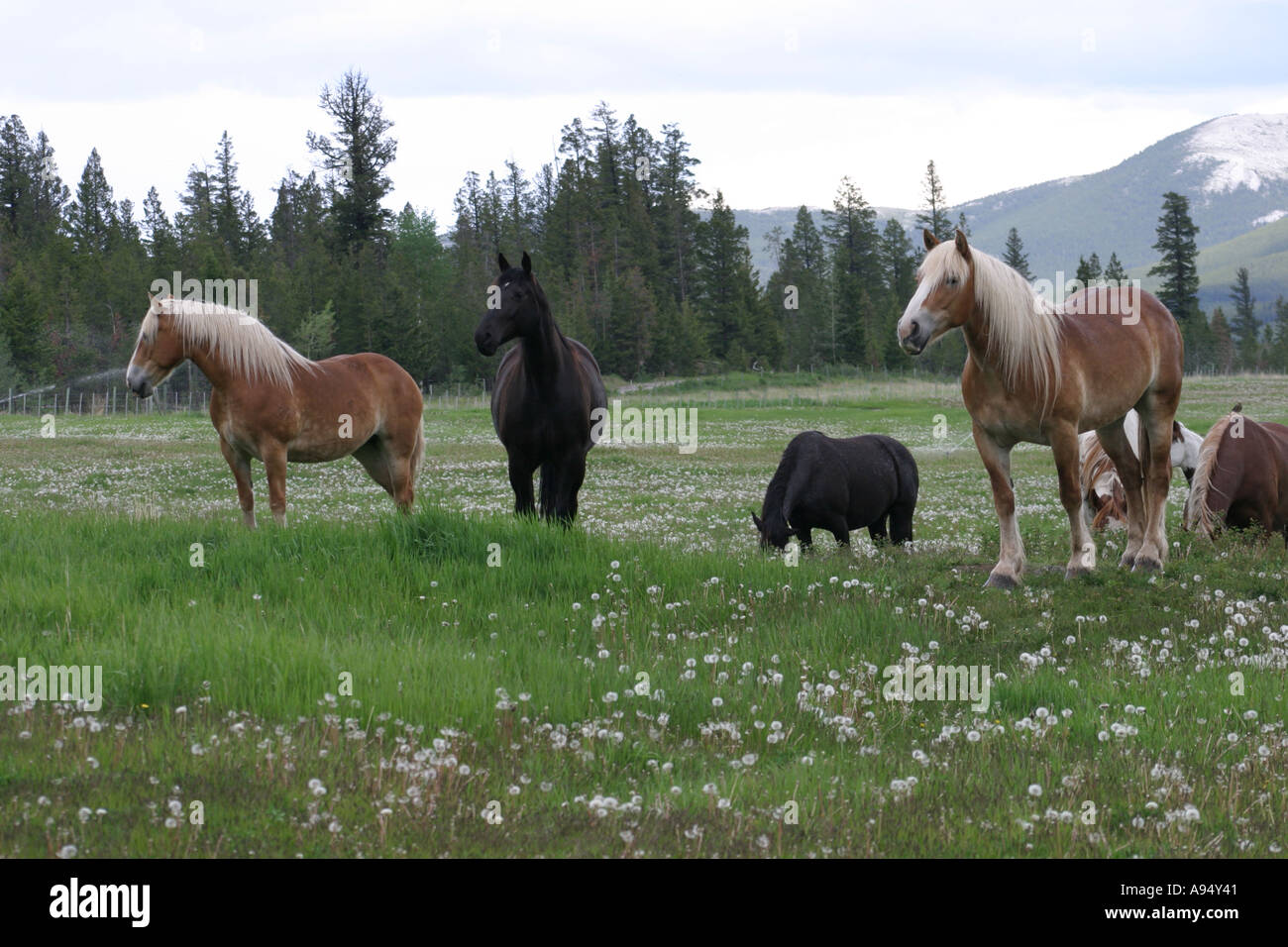 Chevaux dans un champ Banque D'Images