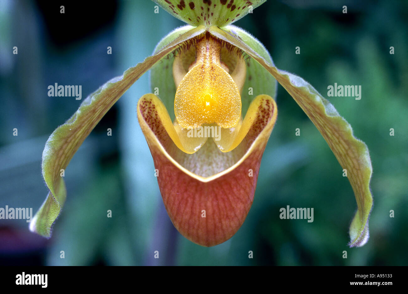 Orchidées Paphiopedilum Insigne Banque D'Images