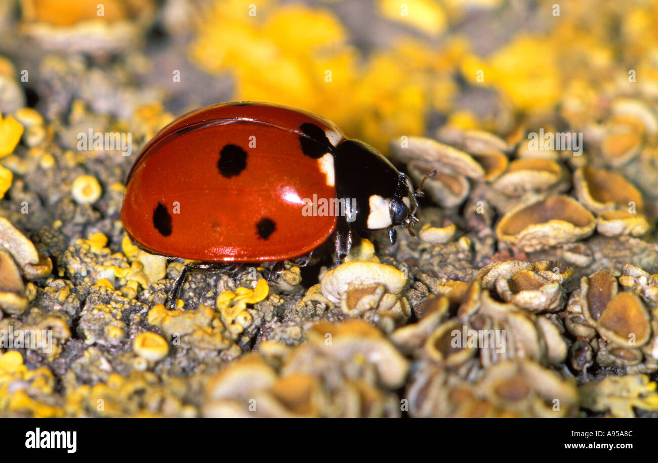 7-spot Ladybird, Coccinella 7-punctata. Lichens sur sol Banque D'Images
