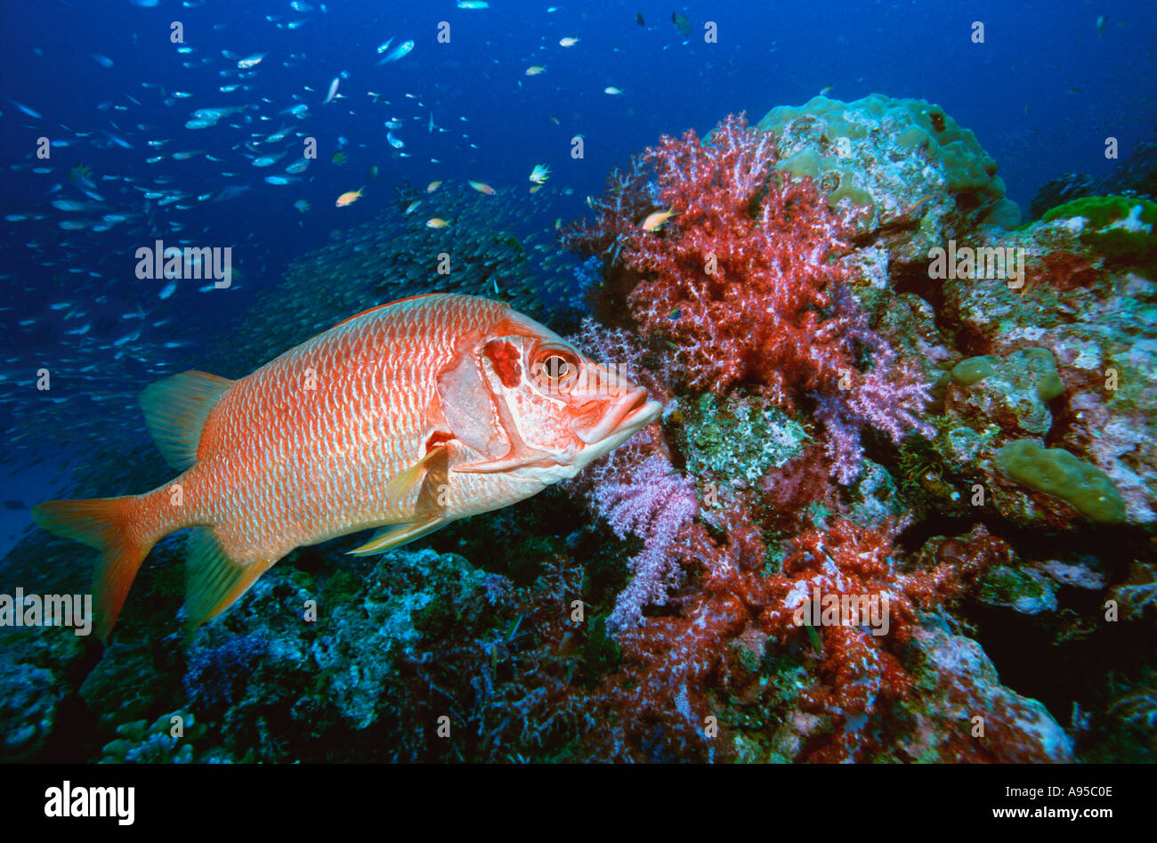 Long ou géant marignans plate avec paysages coralliens de l'océan Indien aux Maldives Banque D'Images