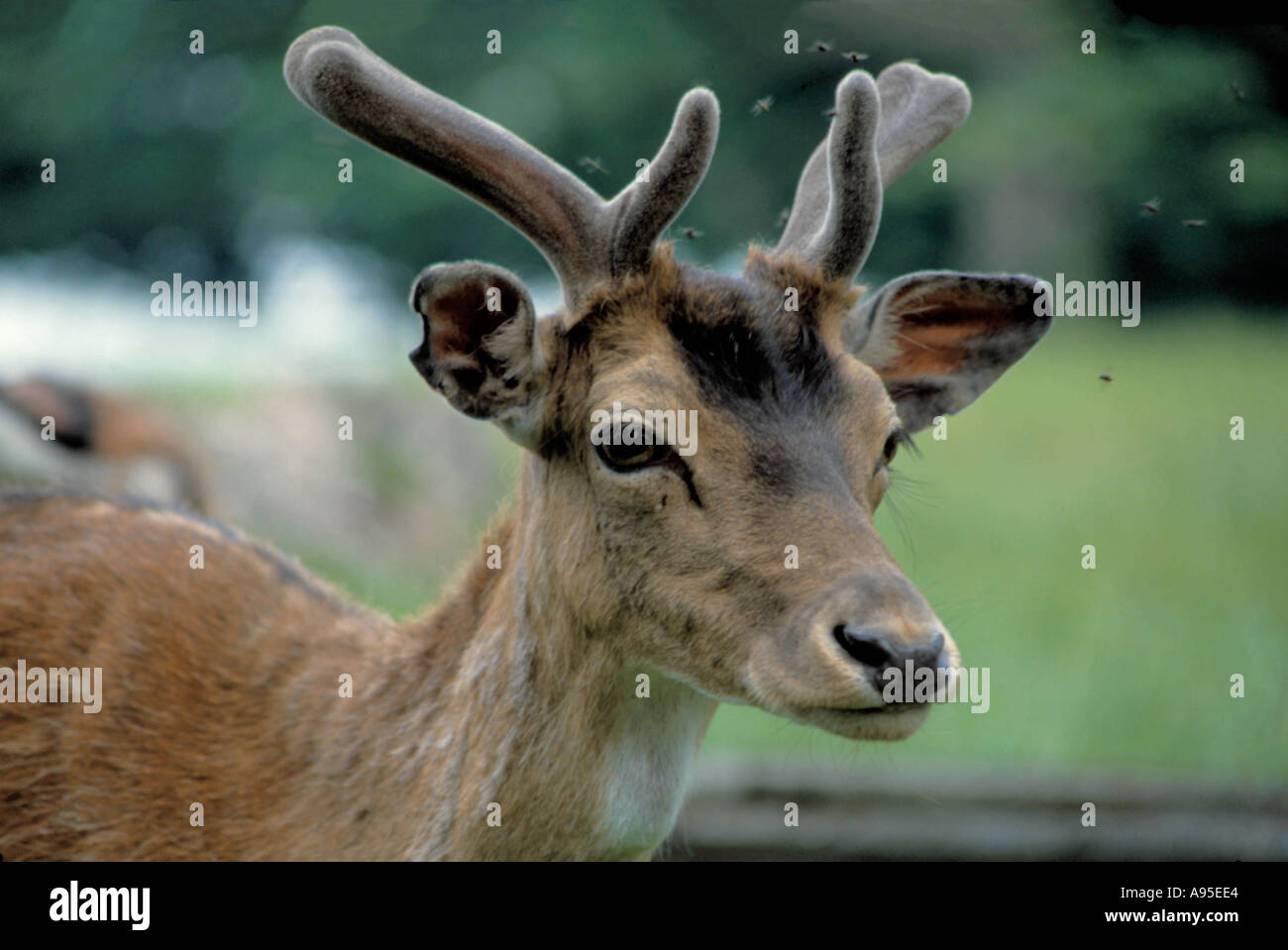 Portrait d'un fallow deer (Cervus dama). Banque D'Images