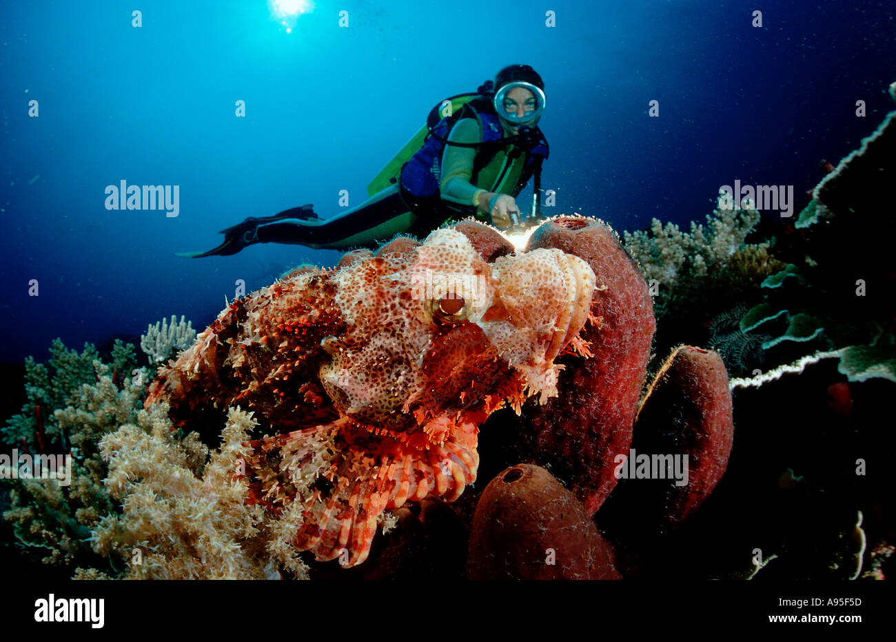 Tassled scorpionfish et Scorpaenopsis oxycephalus scuba diver Banque D'Images