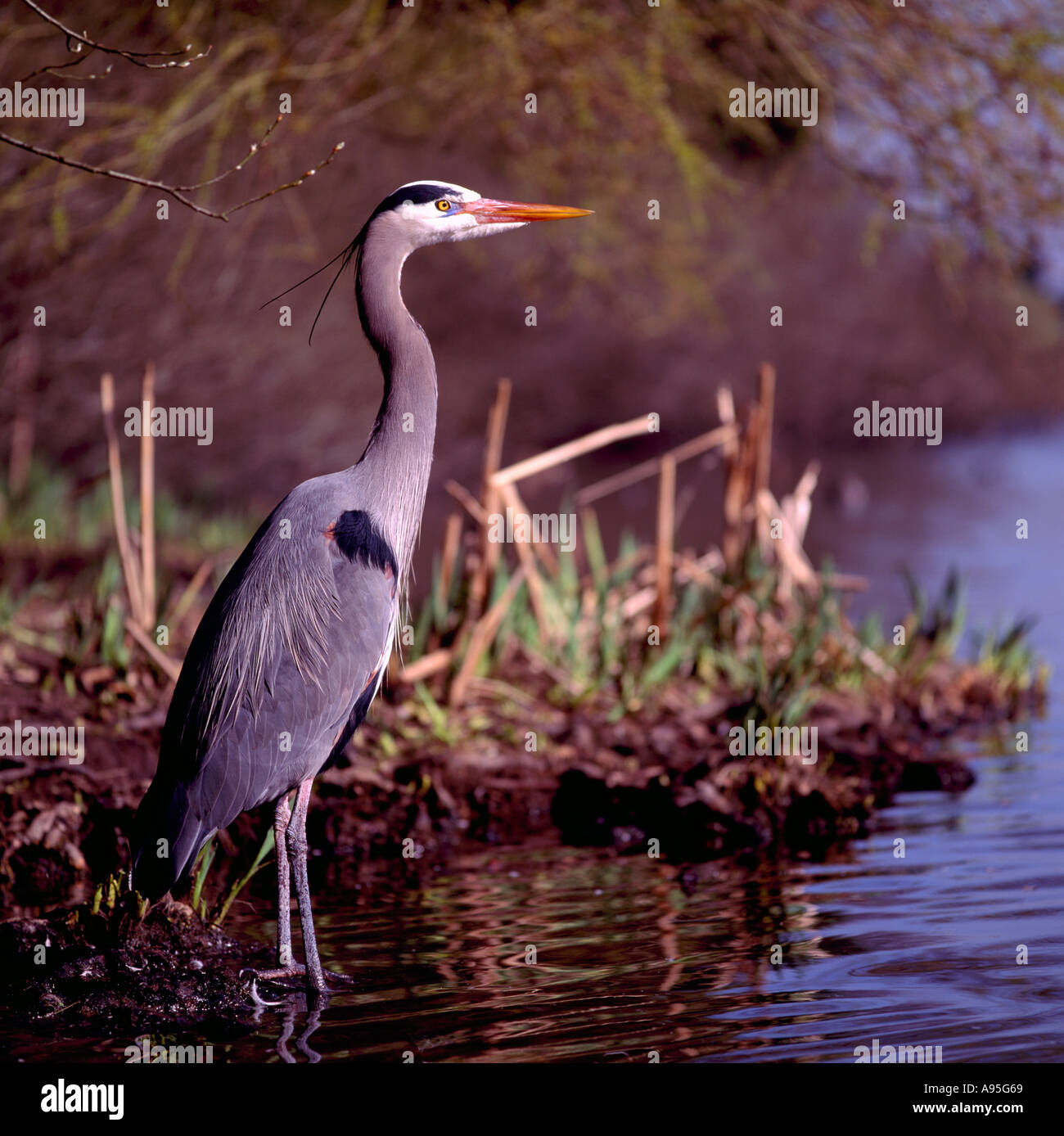 Grand Héron (Ardea herodias) debout dans le lac, à l'ouest de la côte de Colombie-Britannique, Colombie-Britannique, Canada - North American Birds / Bird Banque D'Images