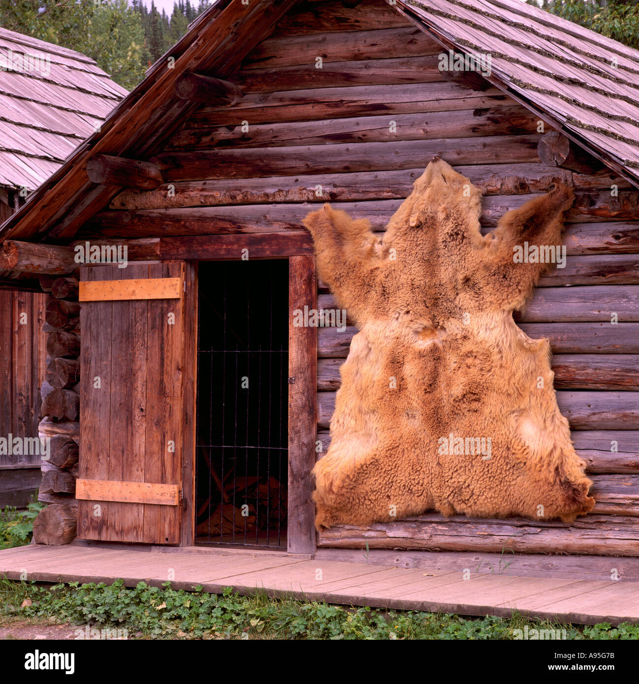 Barkerville en Colombie-Britannique, Colombie-Britannique, Canada - monté sur la peau d'ours Vieux Mur en Log Cabin Historic Gold Rush, région de Cariboo Banque D'Images