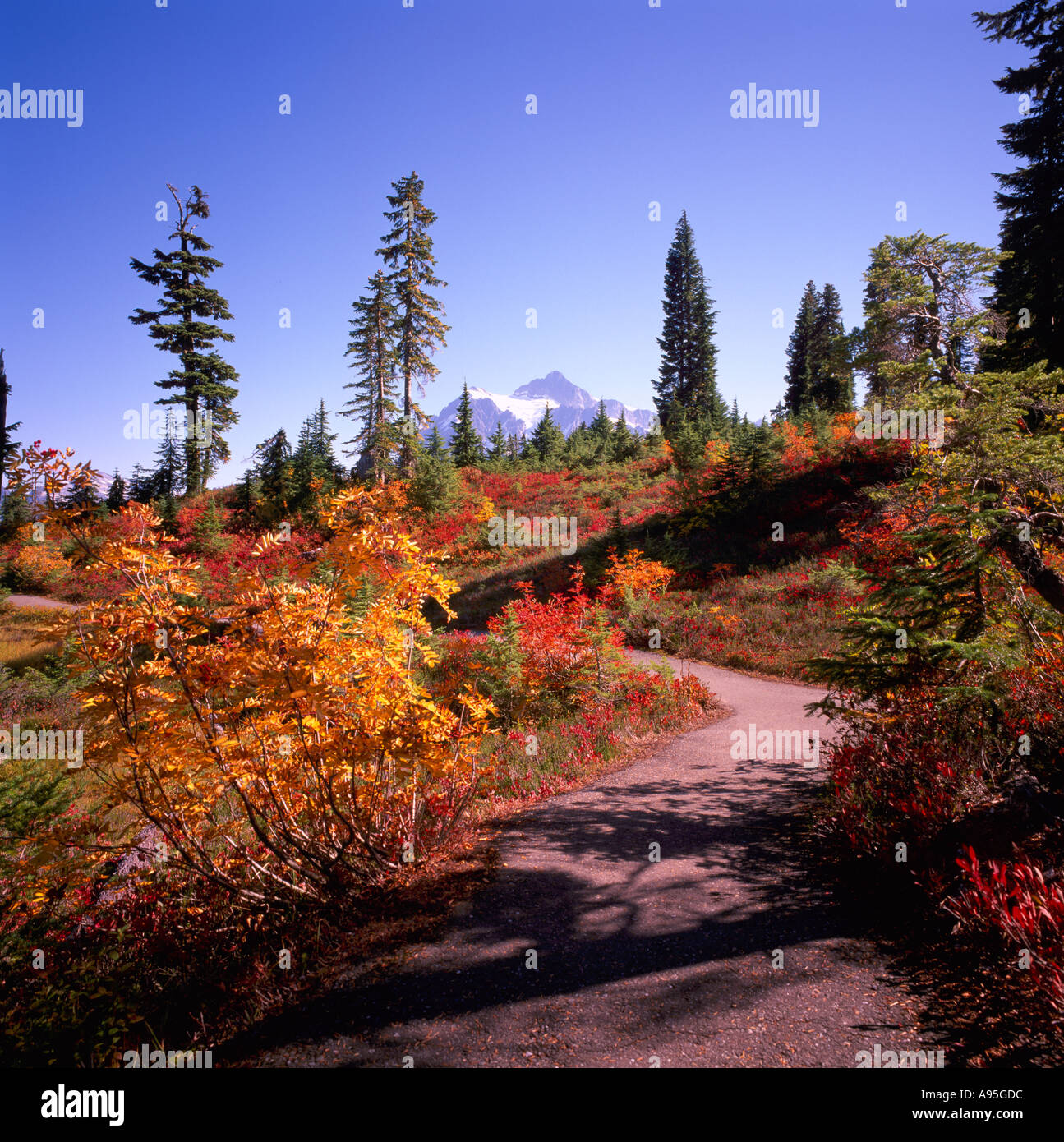 Le mont Baker - Snoqualmie National Forest, North Carolina, USA - Sentier de randonnée pédestre à travers 'Heather Meadows' Pré alpin, Automne / Fall Banque D'Images