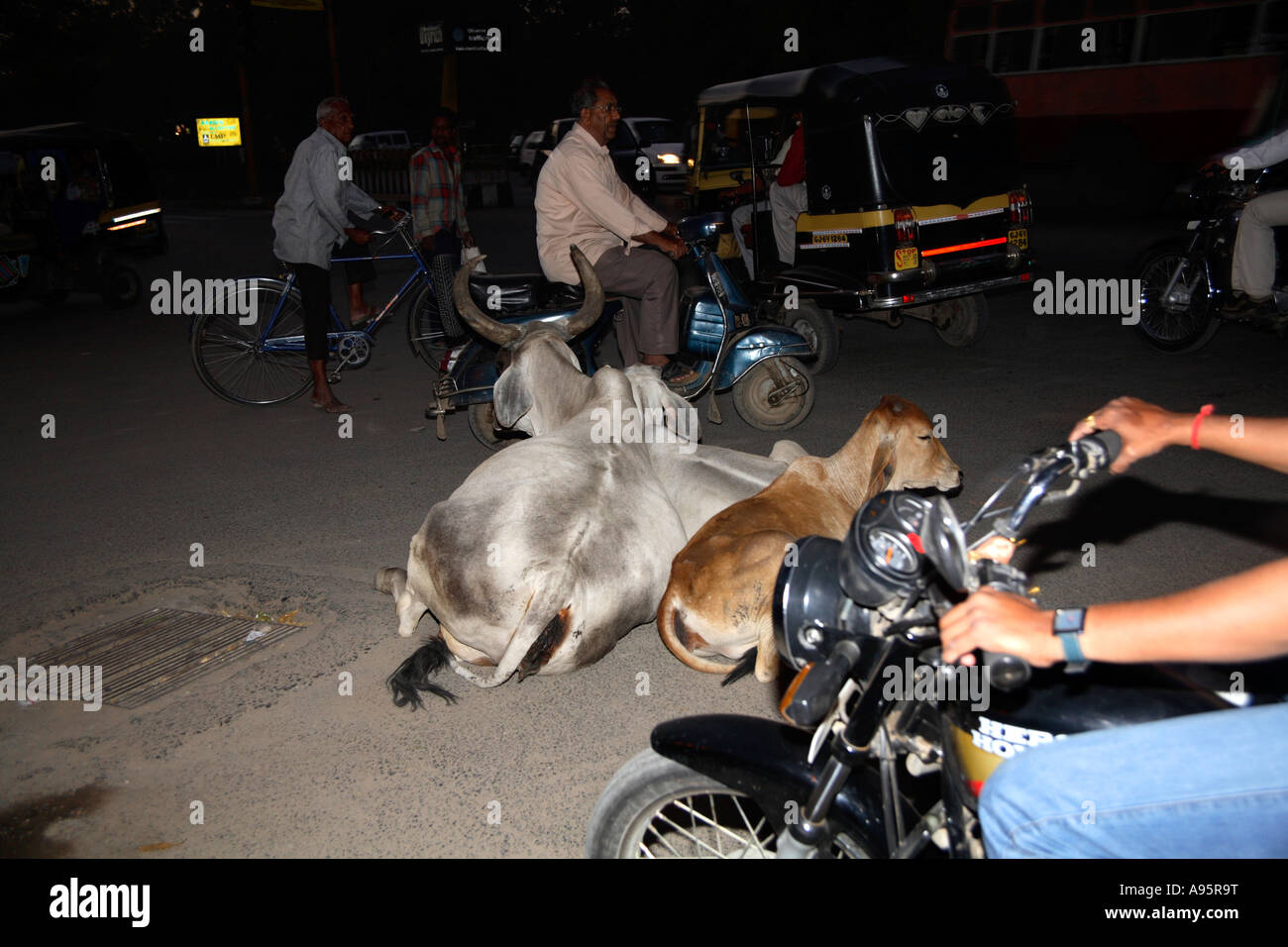 Les vaches indiennes sacrées qui se trouvent au milieu de la circulation tandis que les véhicules se promènent autour d'elles, Vadodara, Gujarat, Inde Banque D'Images