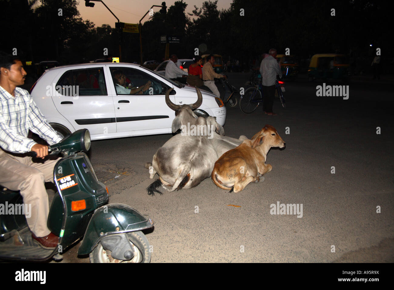 Les vaches indiennes sacrées s'inclinent au milieu de la route avec la circulation qui les entoure, Vadodara, Gujarat, Inde Banque D'Images