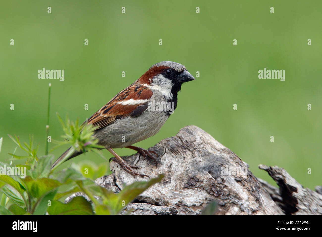 Moineau domestique Passer domesticus mâle perché sur se connecter avec un joli fond flou bedfordshire potton Banque D'Images