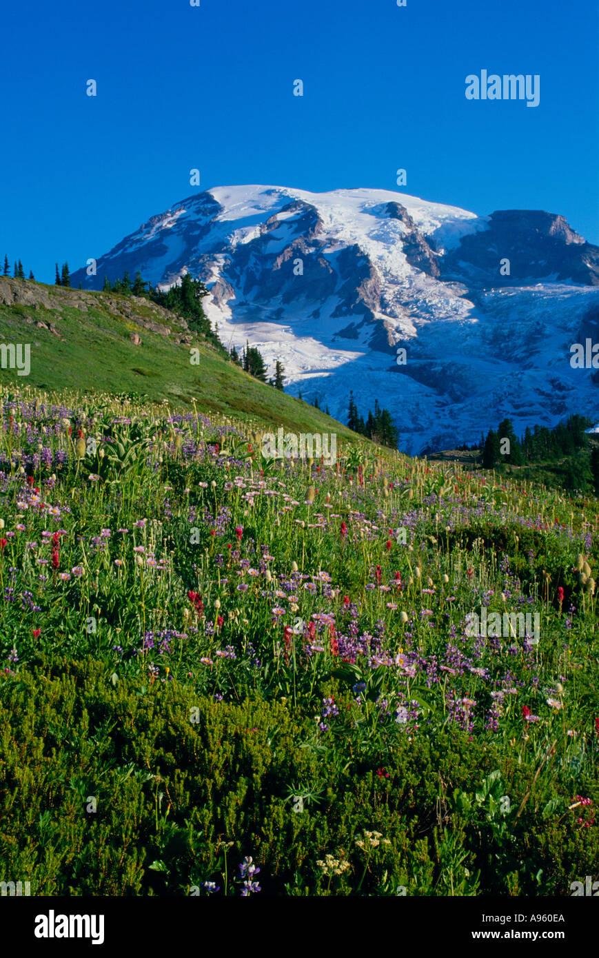 Mt Rainier au-dessus de Paradise meadows Banque D'Images