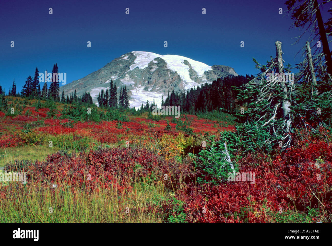 Mt Rainier au-dessus de couleur à l'automne Banque D'Images