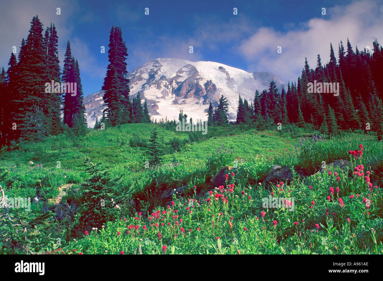 Mt Rainier au-dessus de Paradise Meadows Banque D'Images