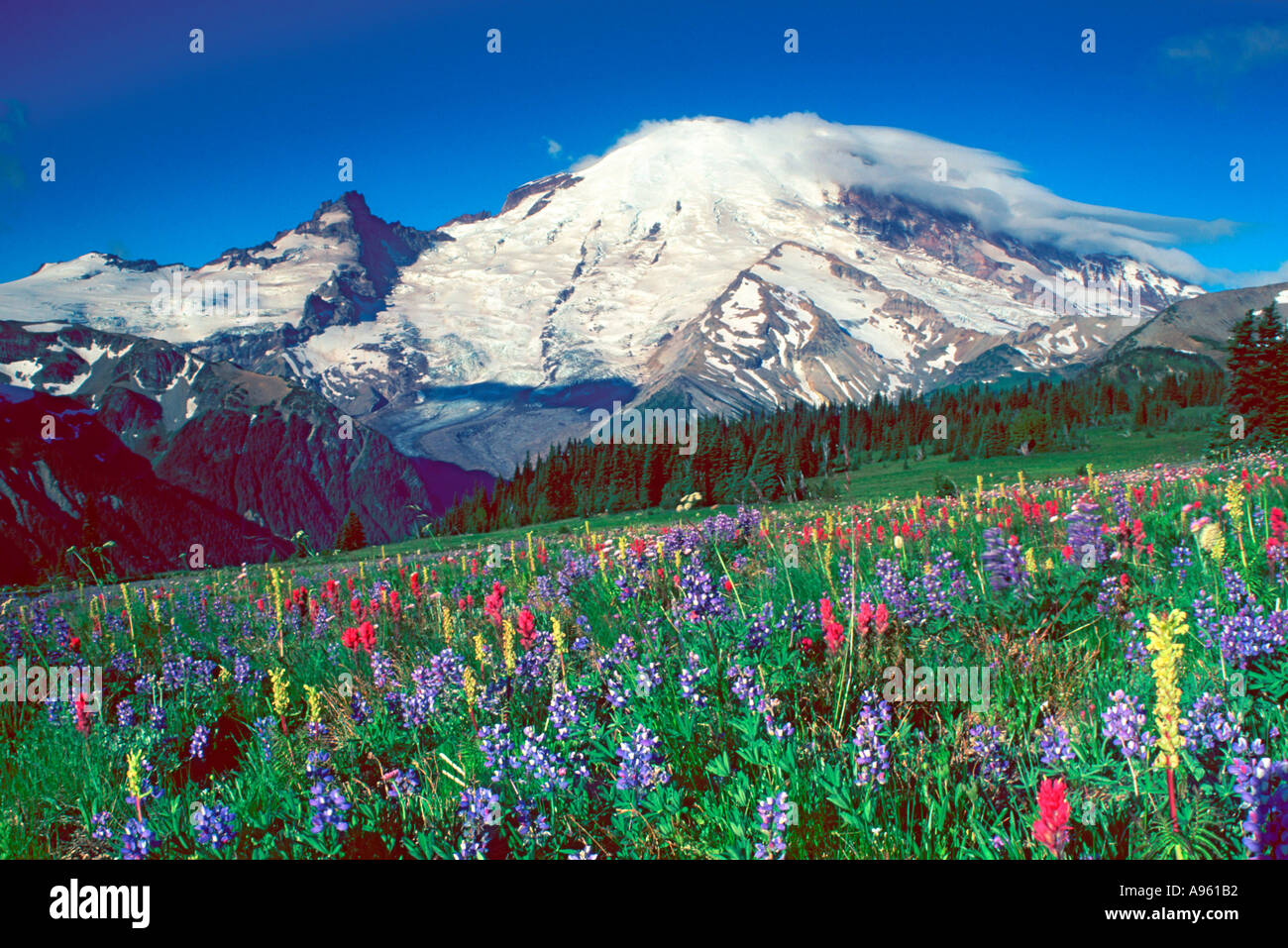 Mt Rainier au-dessus de l'aube Meadows Banque D'Images