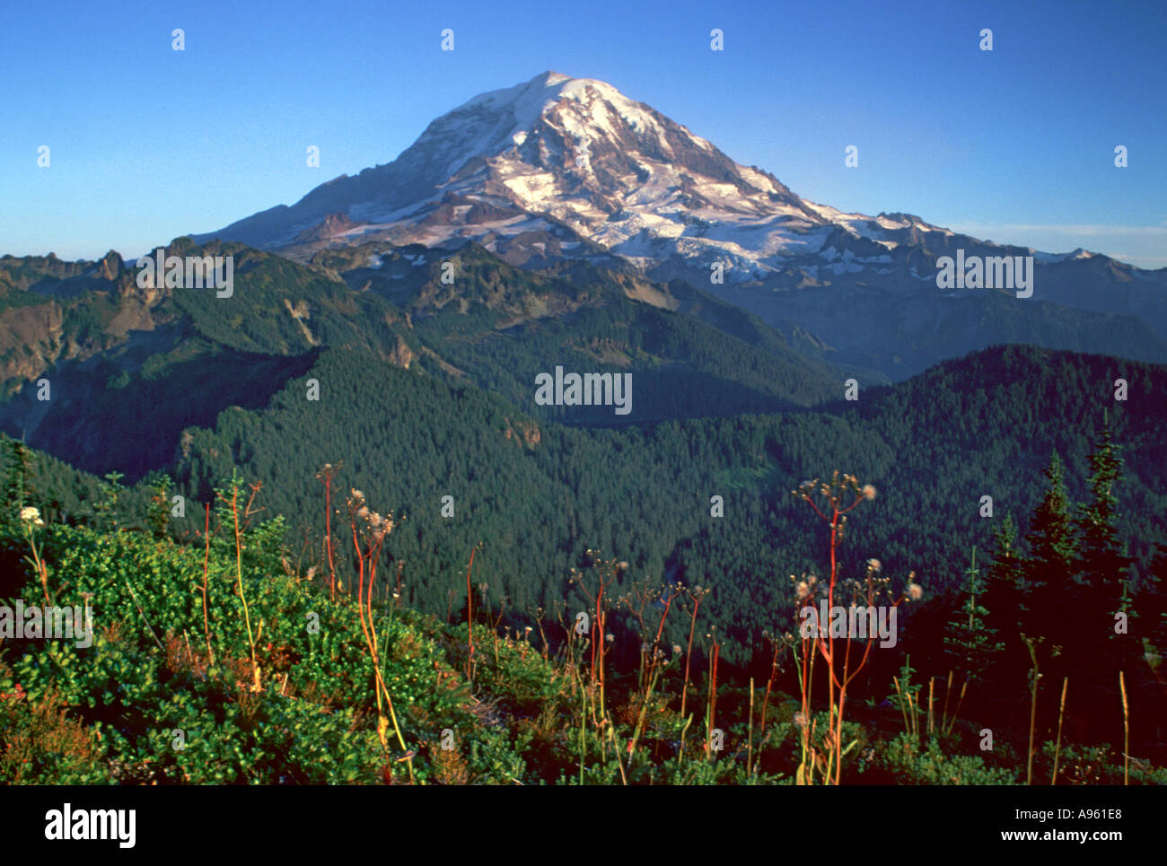 MT Rainier Banque D'Images