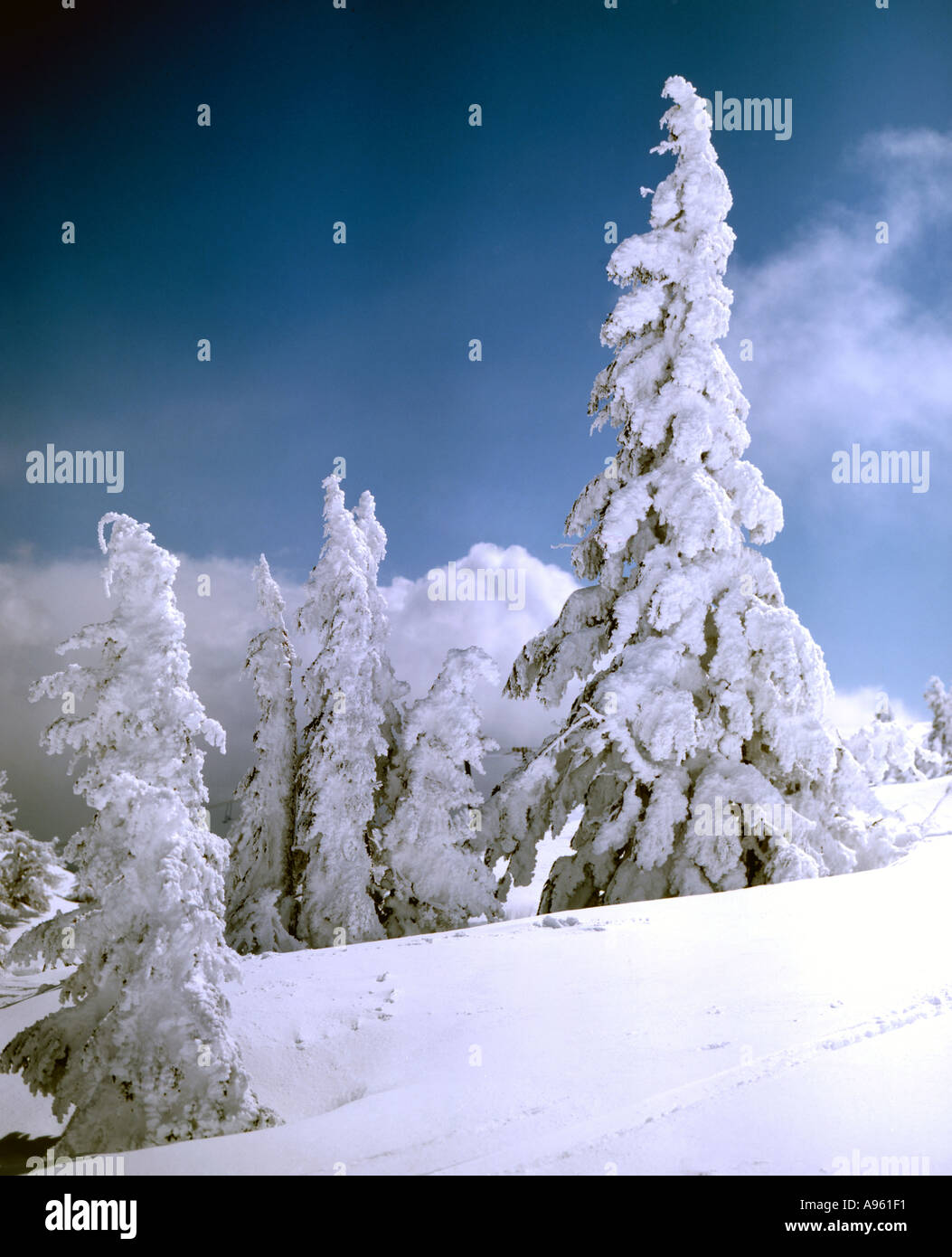 Les arbres recouverts de givre et de la neige fraîche dans un environnement de haute montagne Banque D'Images