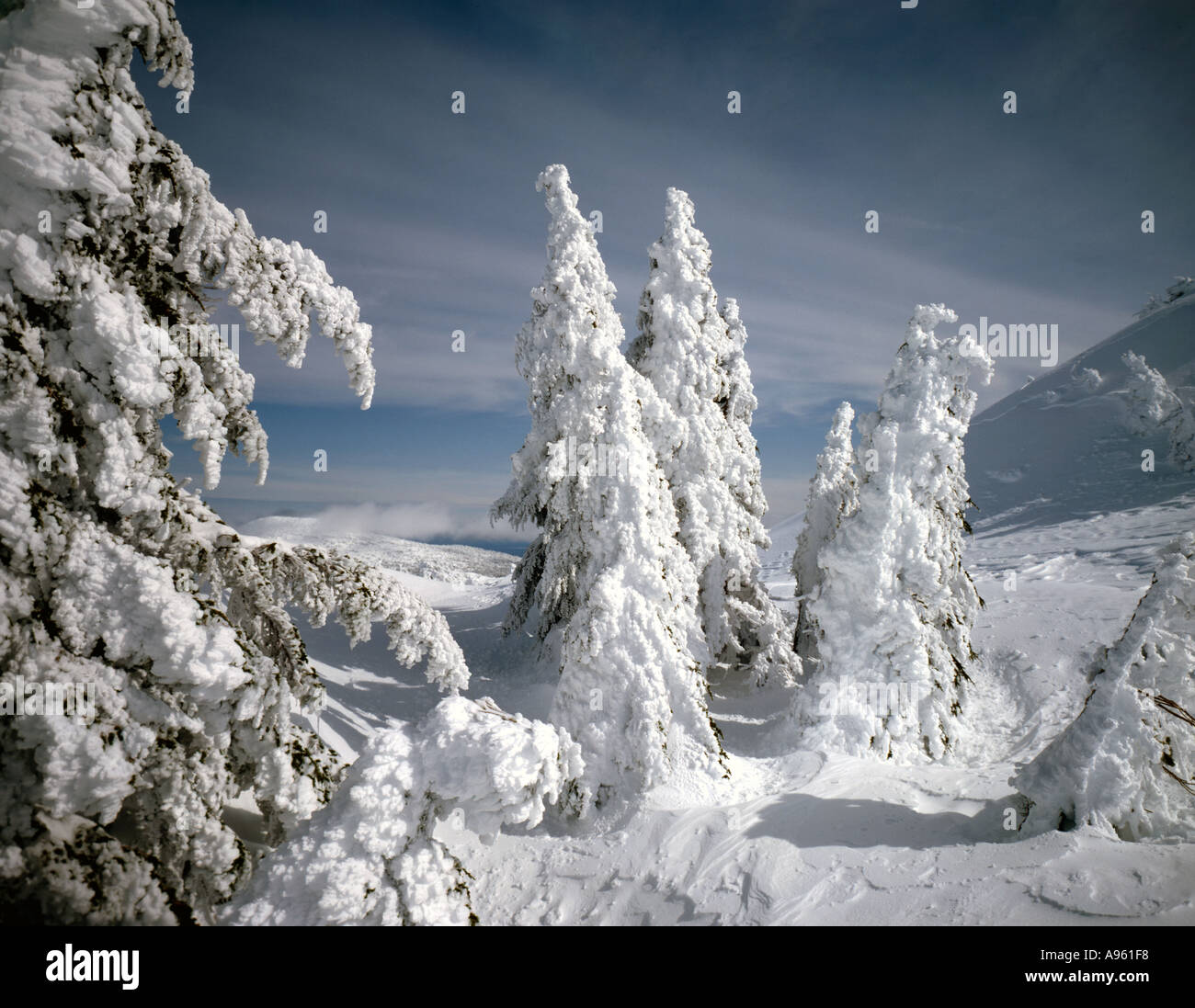 Les arbres recouverts de givre et de la neige fraîche dans un environnement de haute montagne Banque D'Images