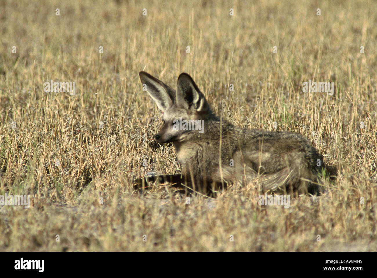 Bat Eared Fox le repos, l'otocyon megalotis Banque D'Images