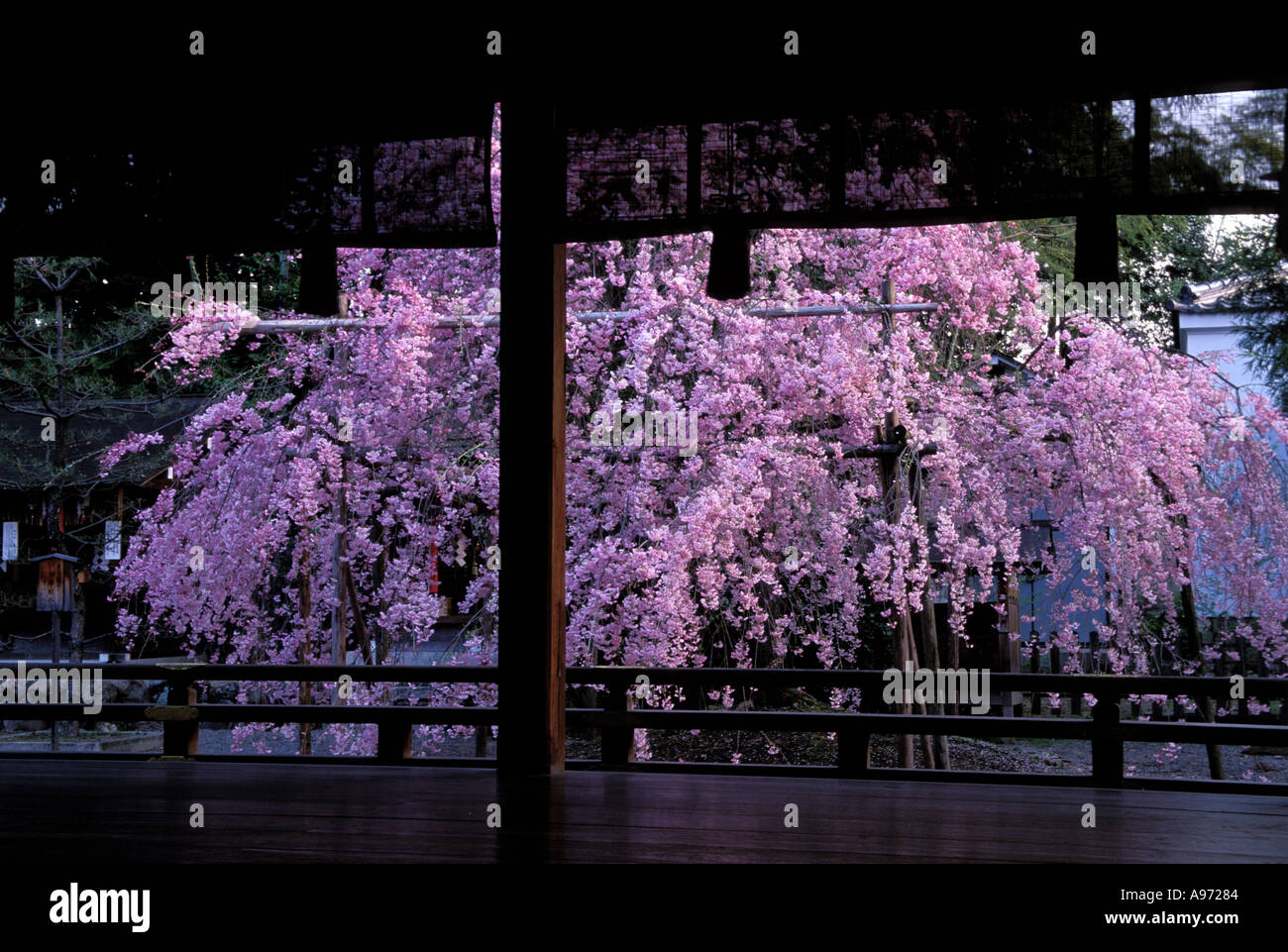 Sakura en fleurs arbre en sanctuaire Hirano Kyoto au Japon Banque D'Images