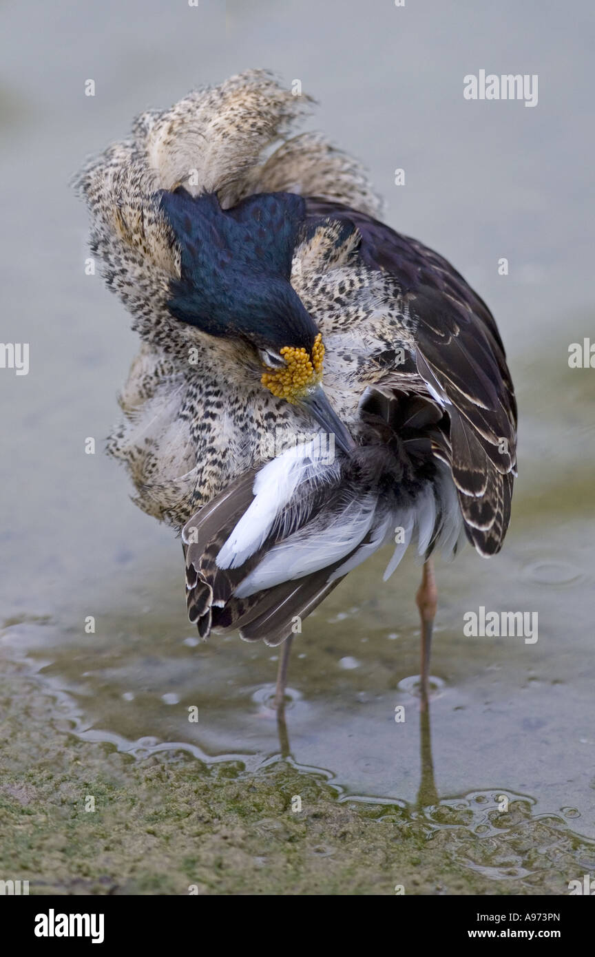 Ruff Philomachus pugnax Lissage Printemps mâle Banque D'Images