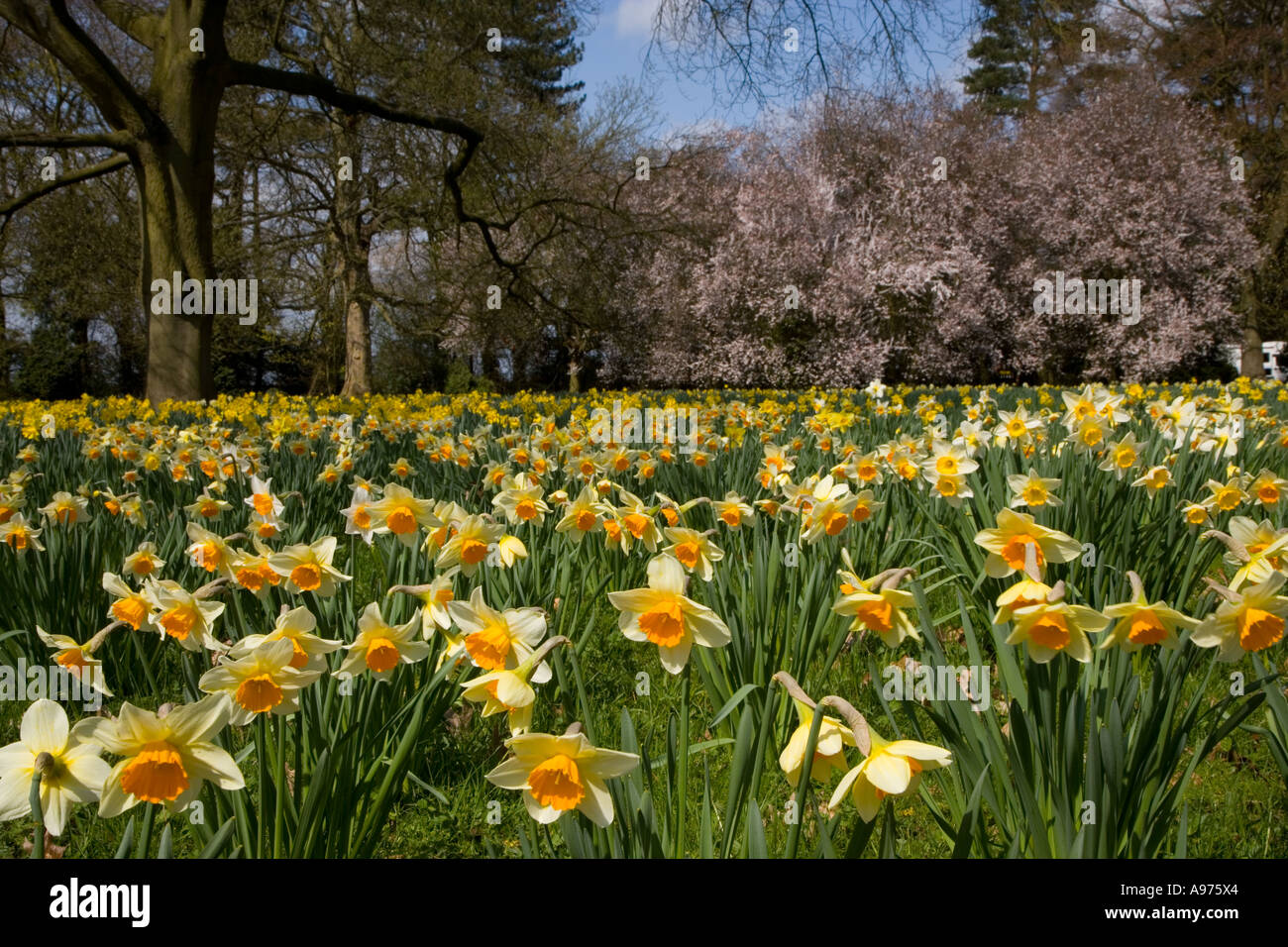 & La jonquille Fleur de printemps Avril Buckinghamshire Banque D'Images