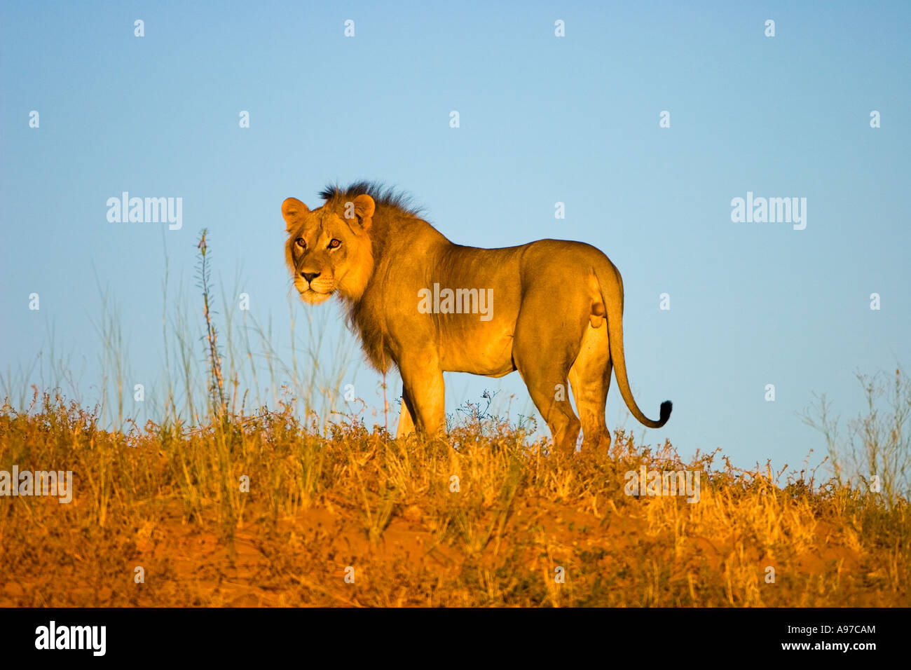 Lion sur dune Banque D'Images