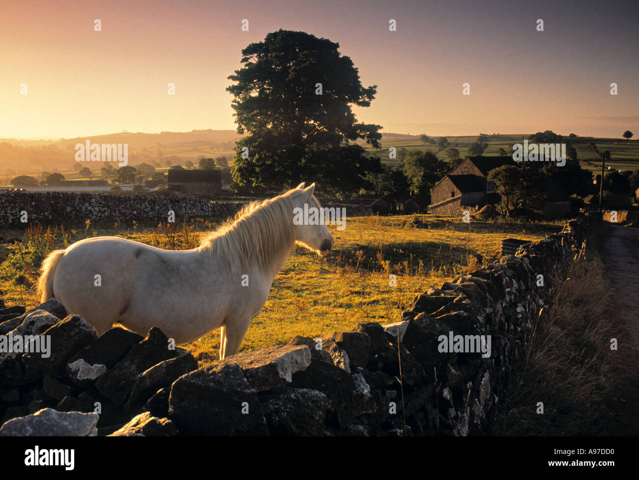 Cheval au coucher du soleil Peak District England UK Banque D'Images
