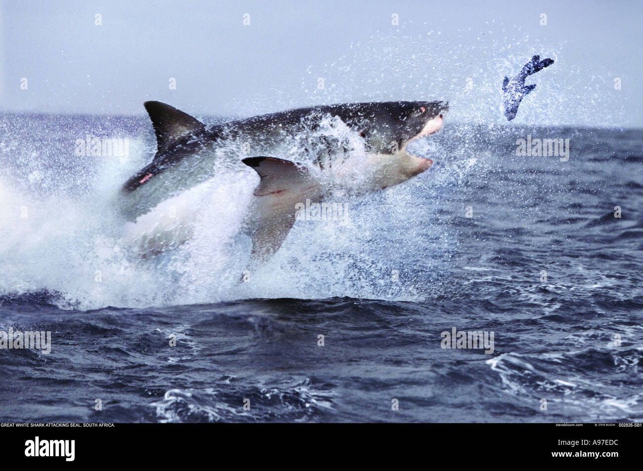 Grand requin blanc chasse au phoque de l'Afrique du Sud Banque D'Images