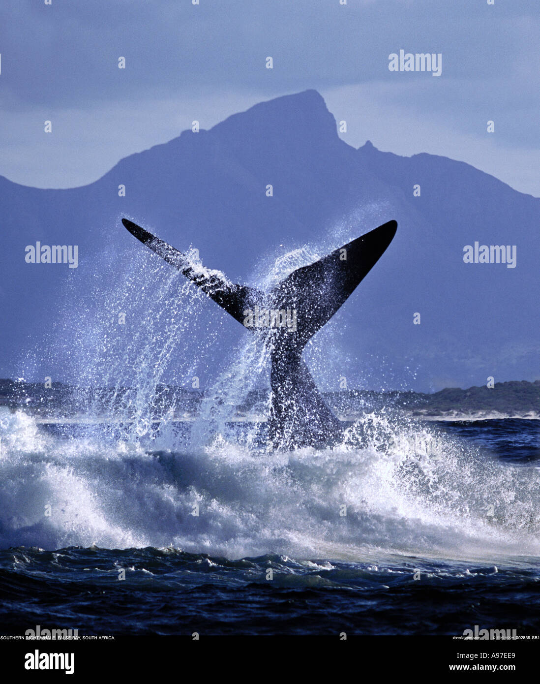 Baleine franche australe False Bay Afrique du Sud Banque D'Images