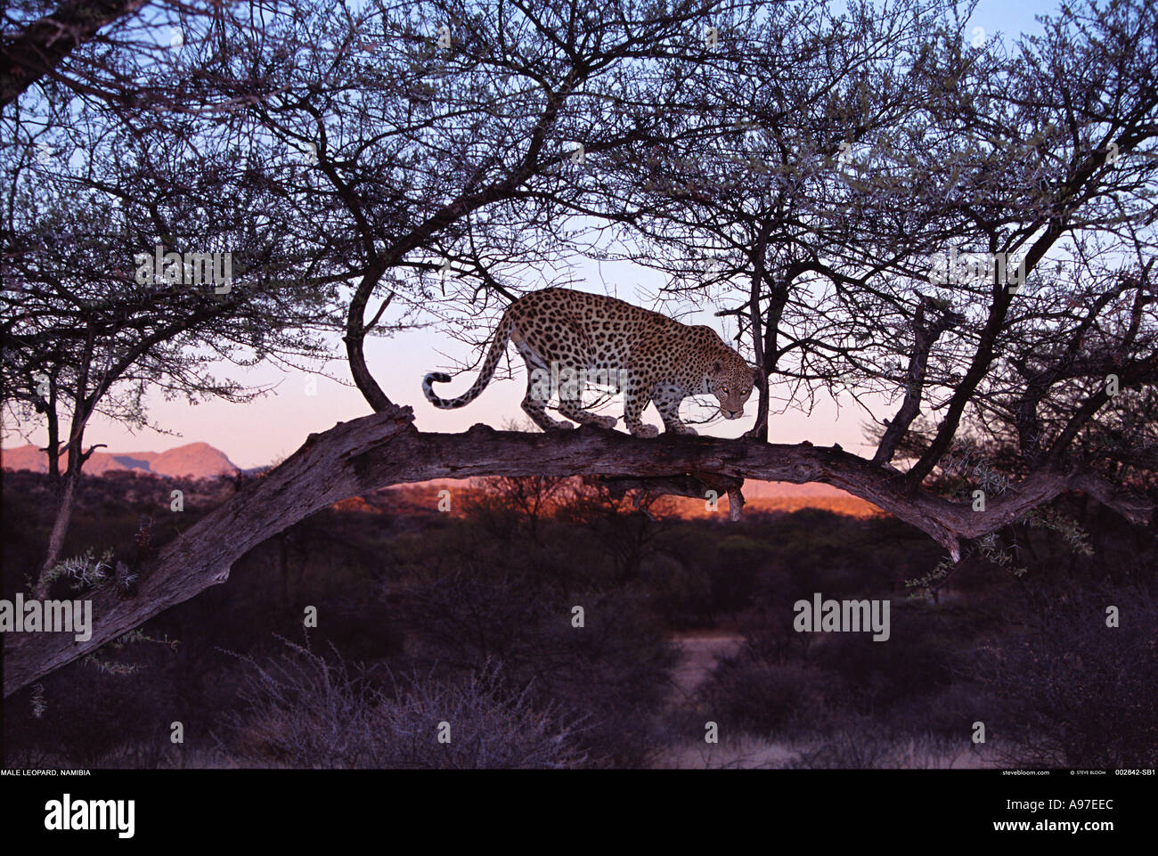 Leopard à l'aube La Namibie Banque D'Images