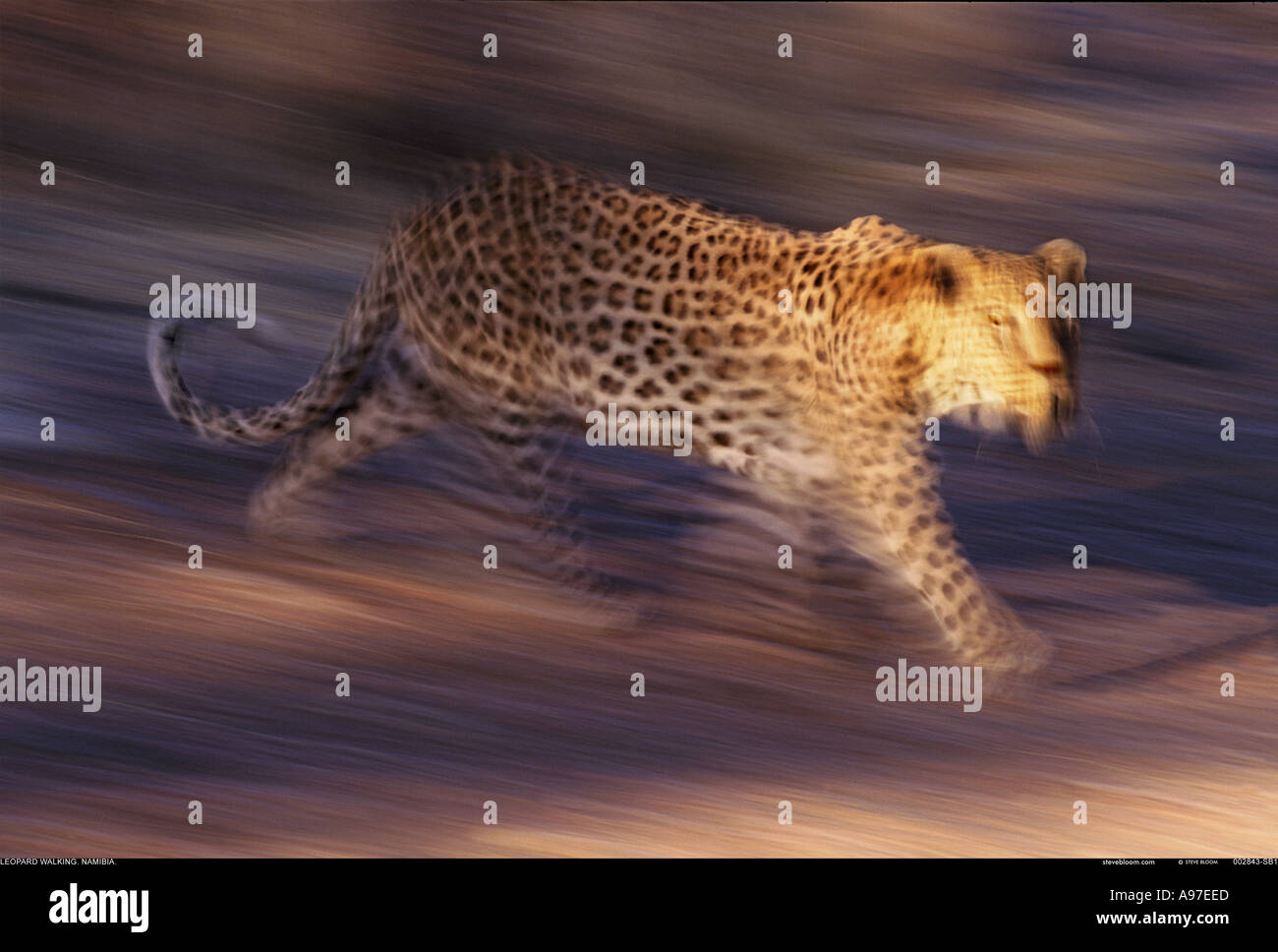 Leopard walking Namibie Banque D'Images