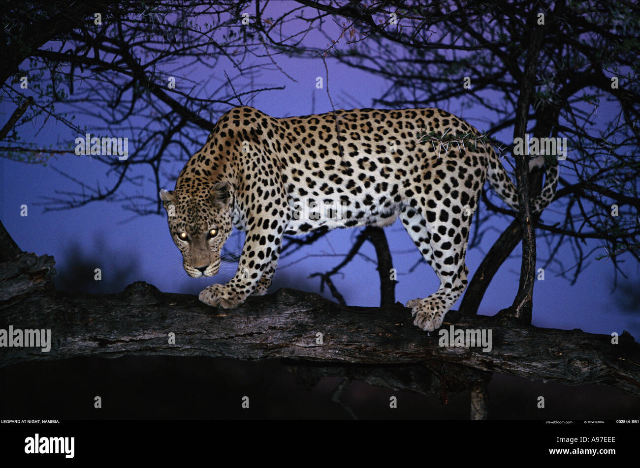 Leopard la nuit en Namibie Banque D'Images