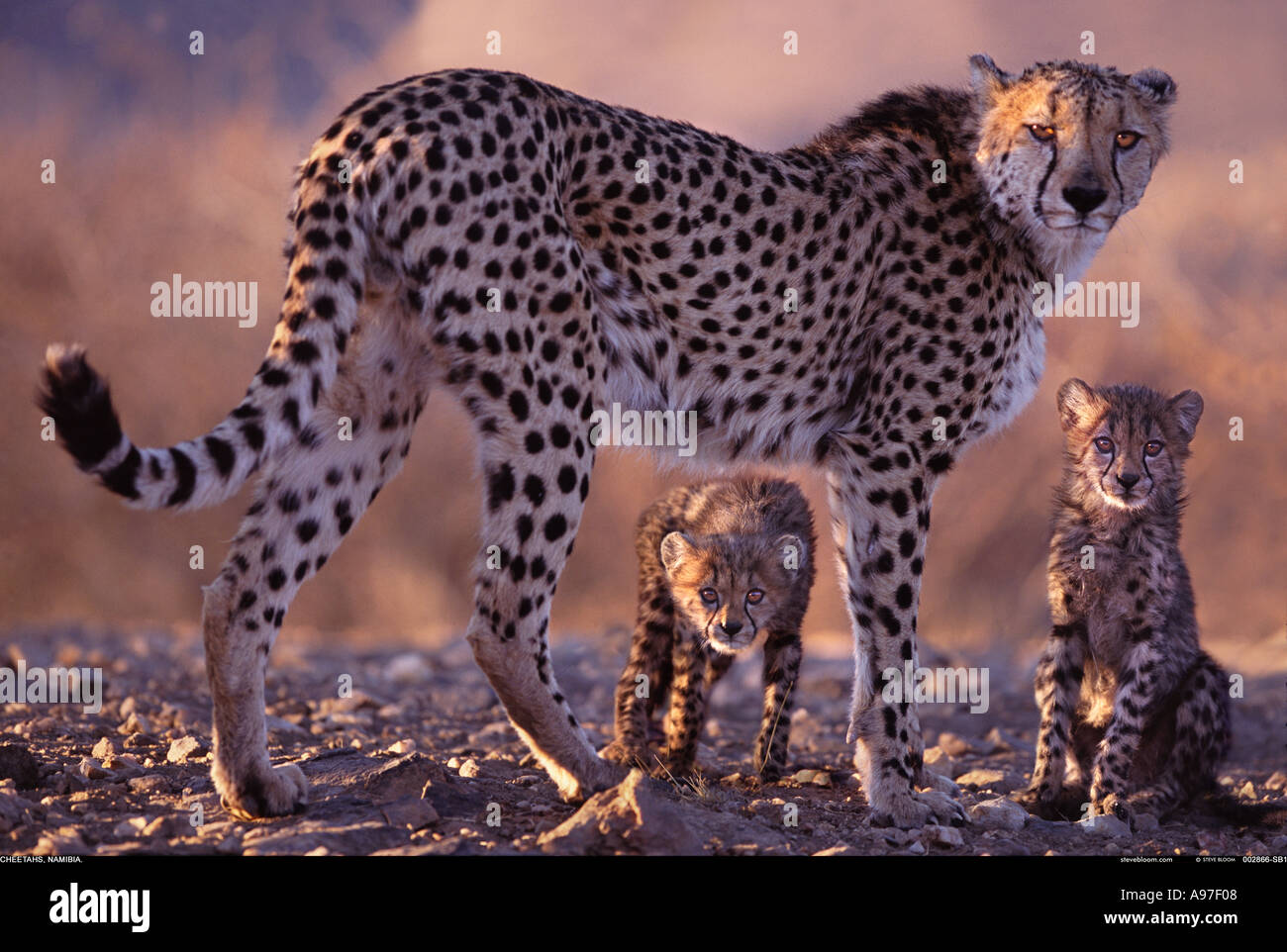 Cheetah mère et oursons en Namibie Banque D'Images