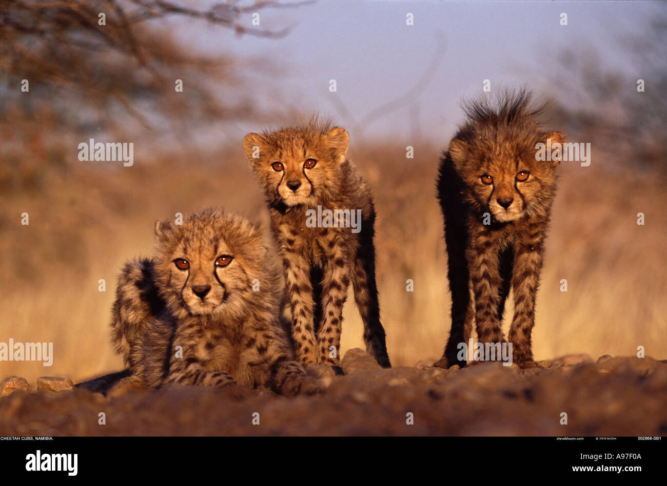 Cheetah cubs Namibie Banque D'Images