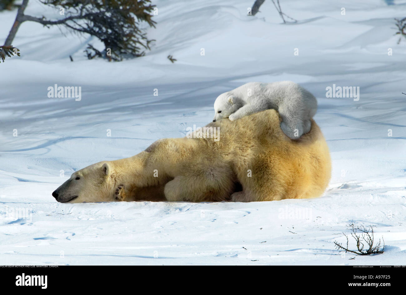 Mère Ours polaire avec de jeunes cub Manitoba Canada Banque D'Images