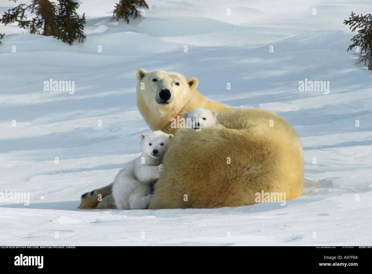 Mère Ours polaire avec de jeunes oursons Manitoba Canada Photo Stock - Alamy