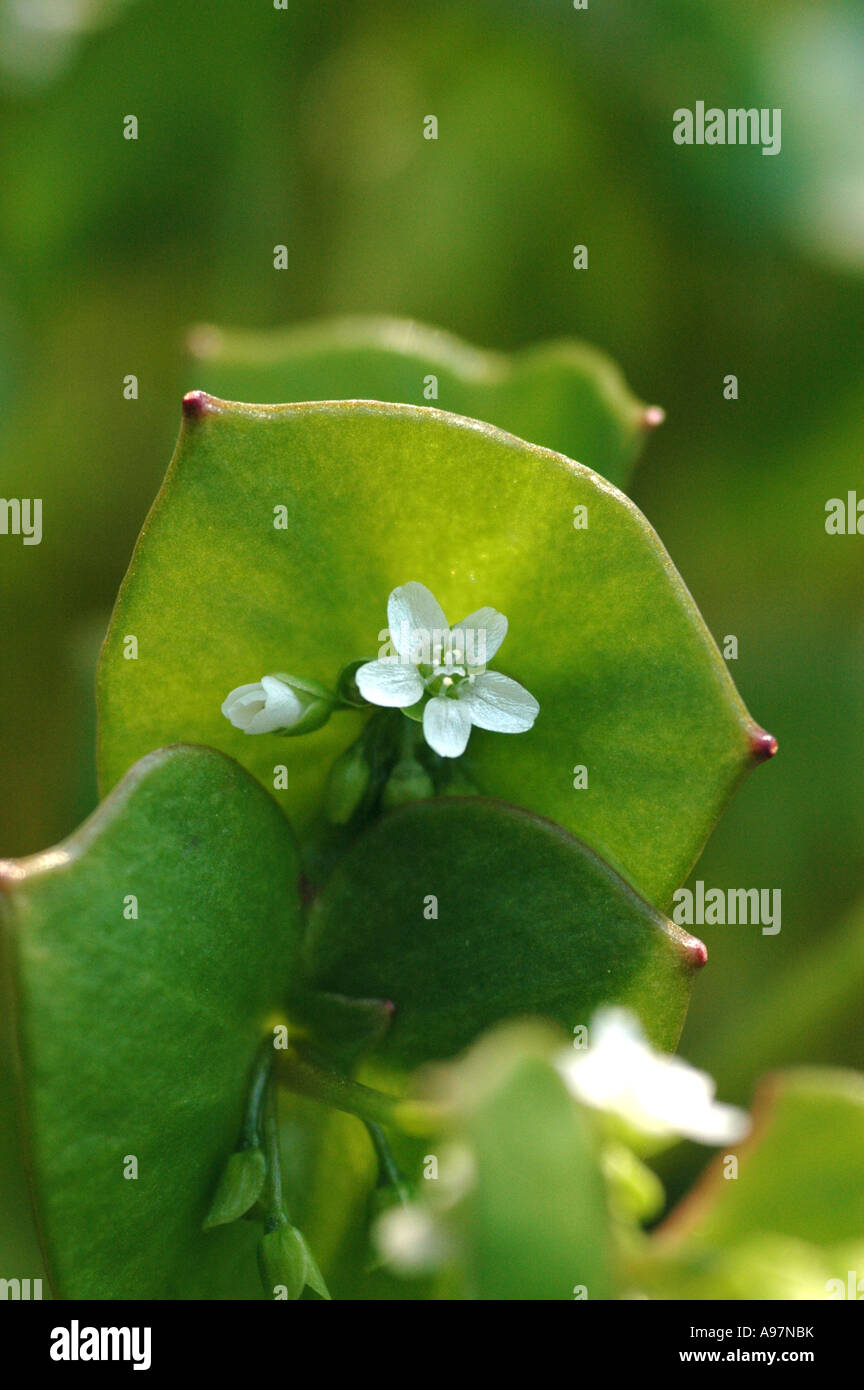 Miner la mâche le Montia perfoliata chez (syn. Claytonia perfoliata chez) Aussi appelé pourpier d'hiver ou au printemps de la Beauté Banque D'Images