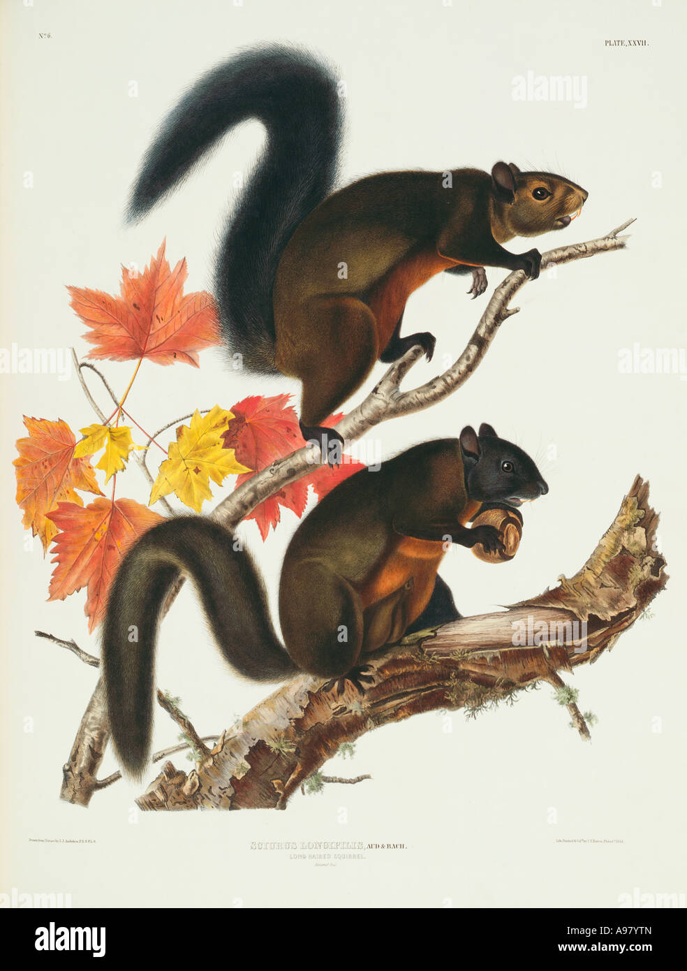 L'écureuil de Douglas Tamiasciurus douglasii Banque D'Images