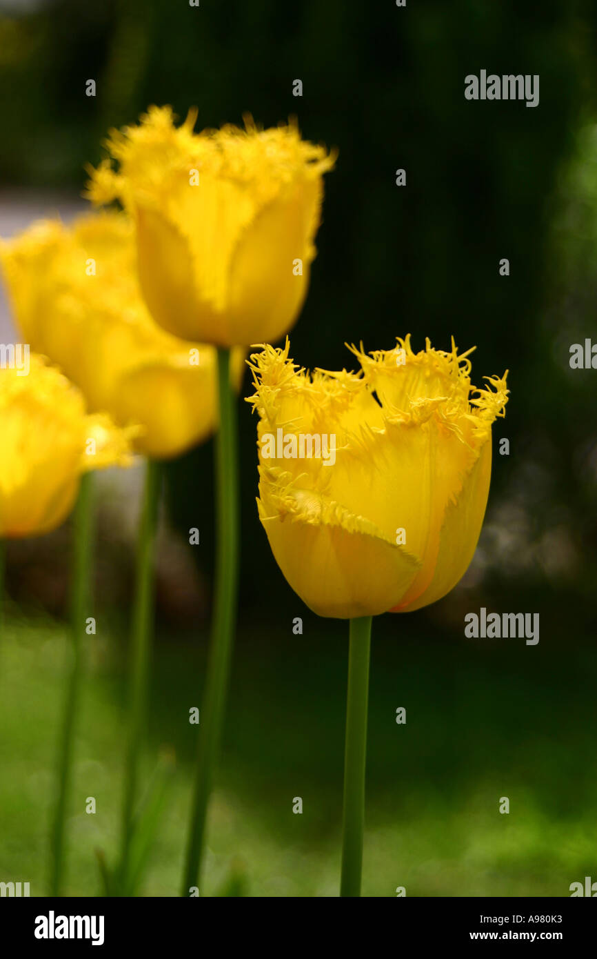 Tulipes jaunes poussant dans jardin nom Latin Tulipa Banque D'Images