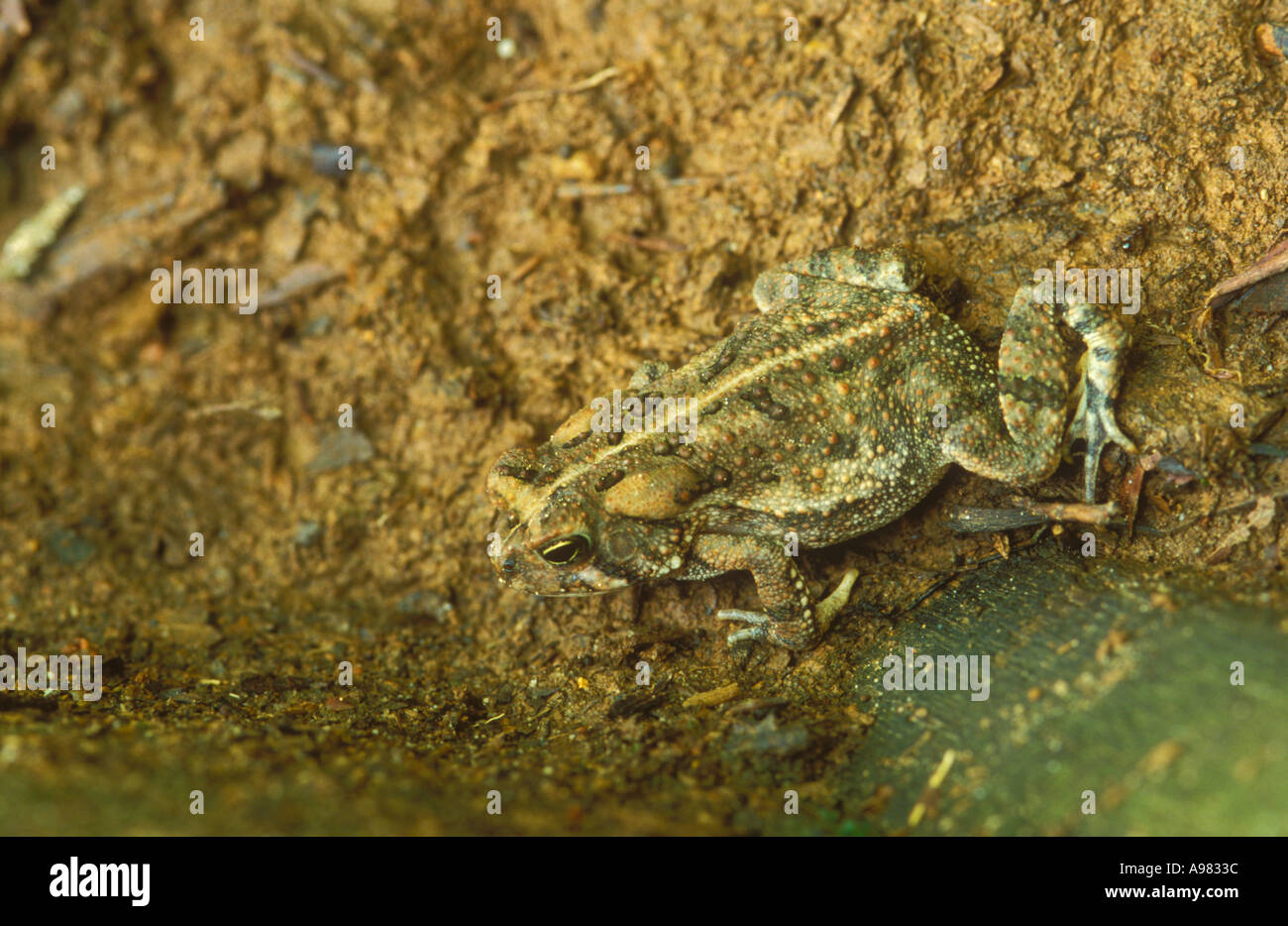 Crapaud Woodhouse s monter sur la boue Banque D'Images