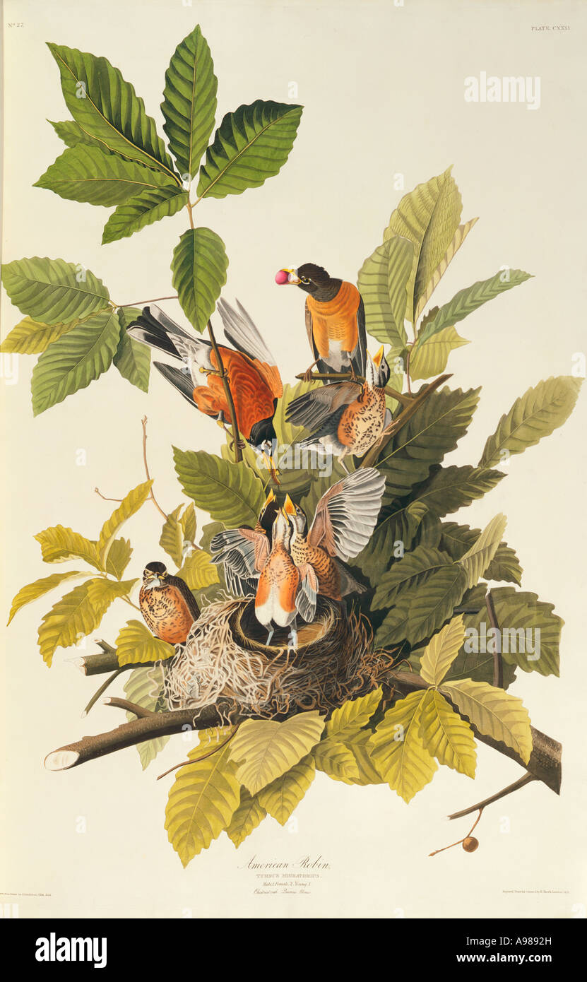 Merle d'Amérique Turdus migratorius Banque D'Images