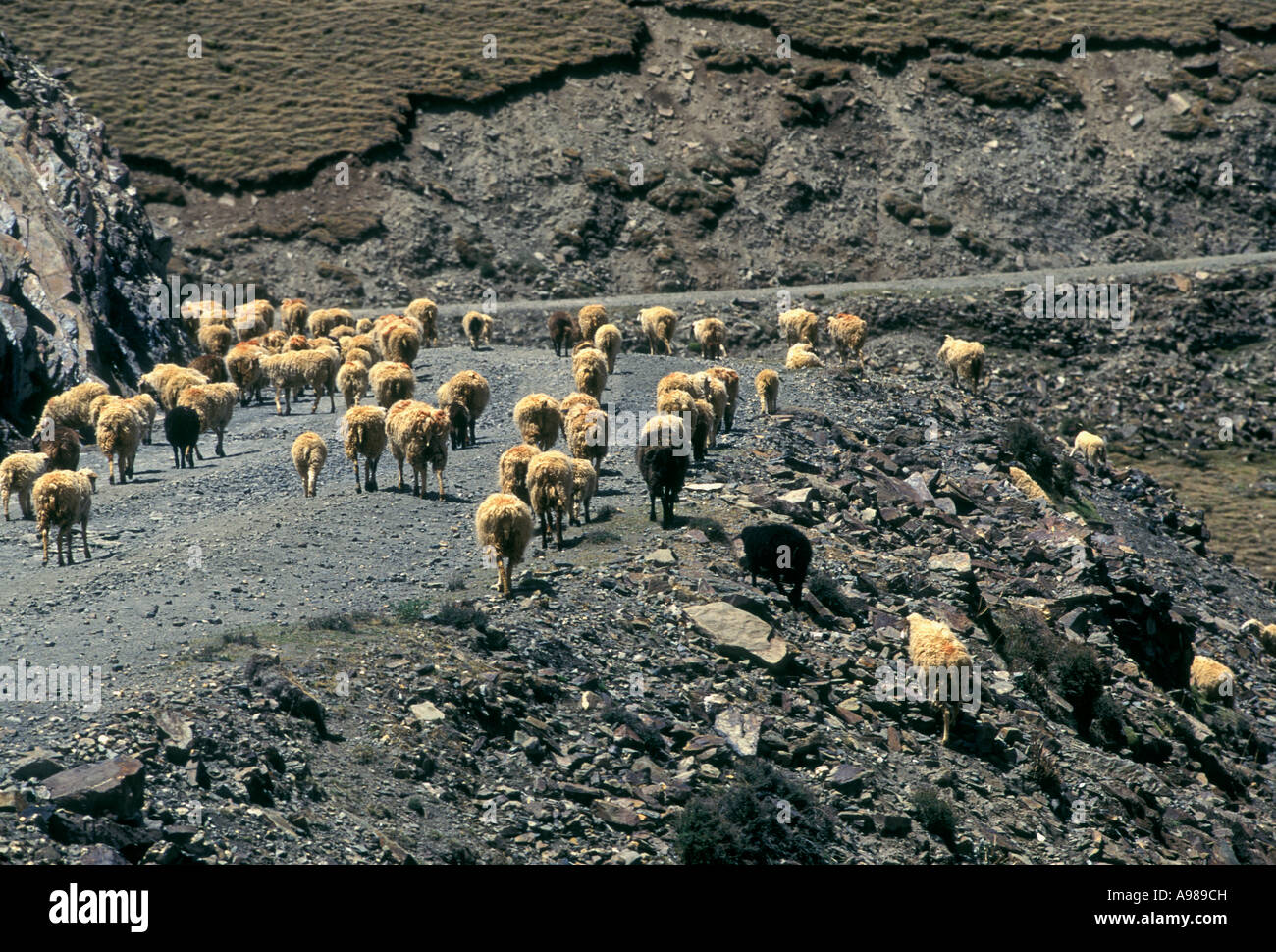 Troupeau de moutons, des moutons, des moutons paissant, col de montagne, au nord de Kamba La Pass, Tibet, région autonome du Tibet, Chine, Asie Banque D'Images